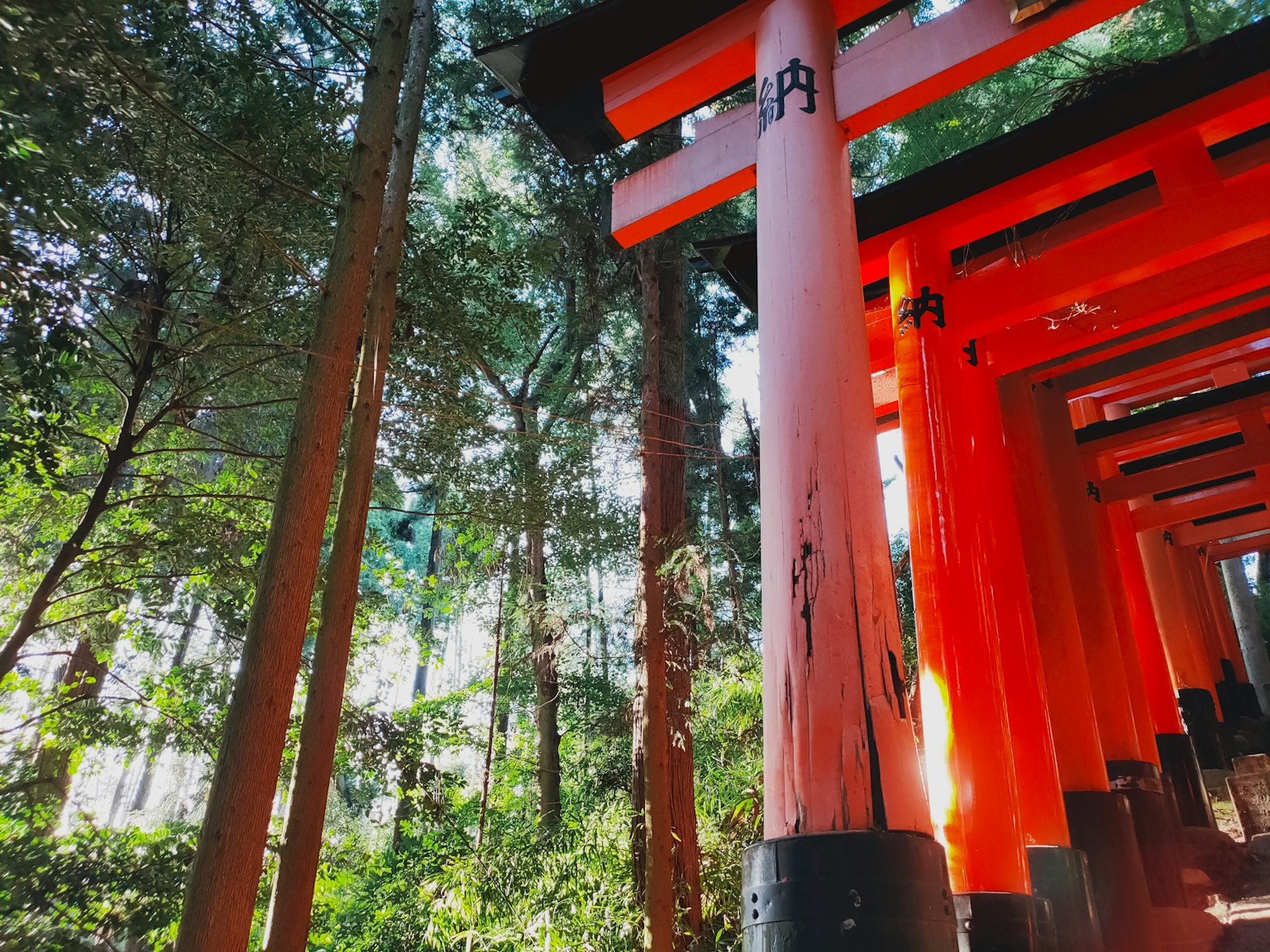 Vibrant orange torii gates among lush green forest trees