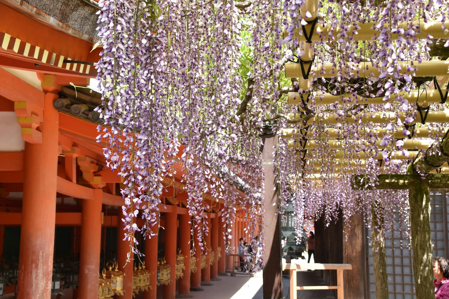 Wisteria flowers hanging in a shrine corridor