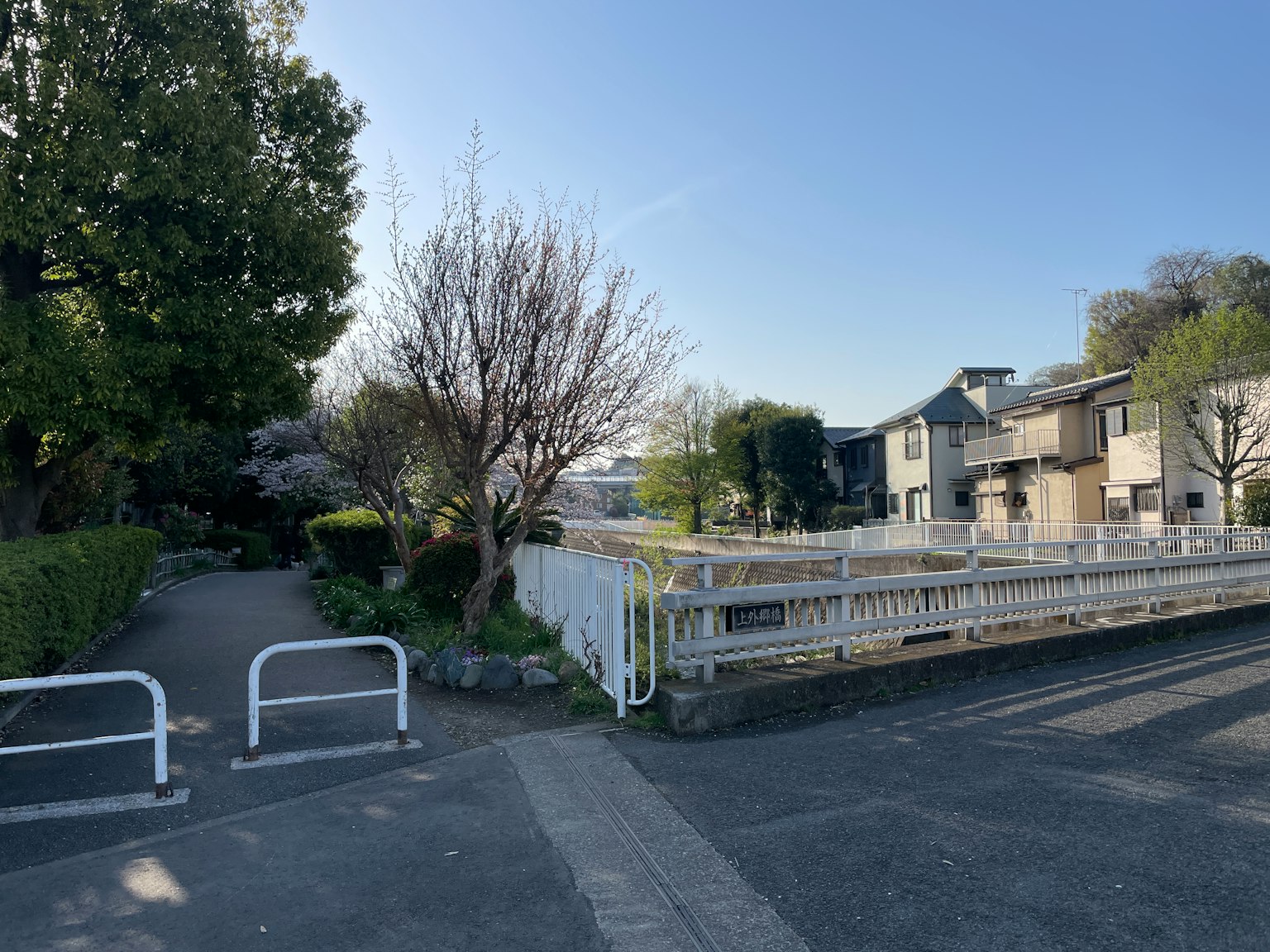安静的公园场景，有樱花树和住宅区