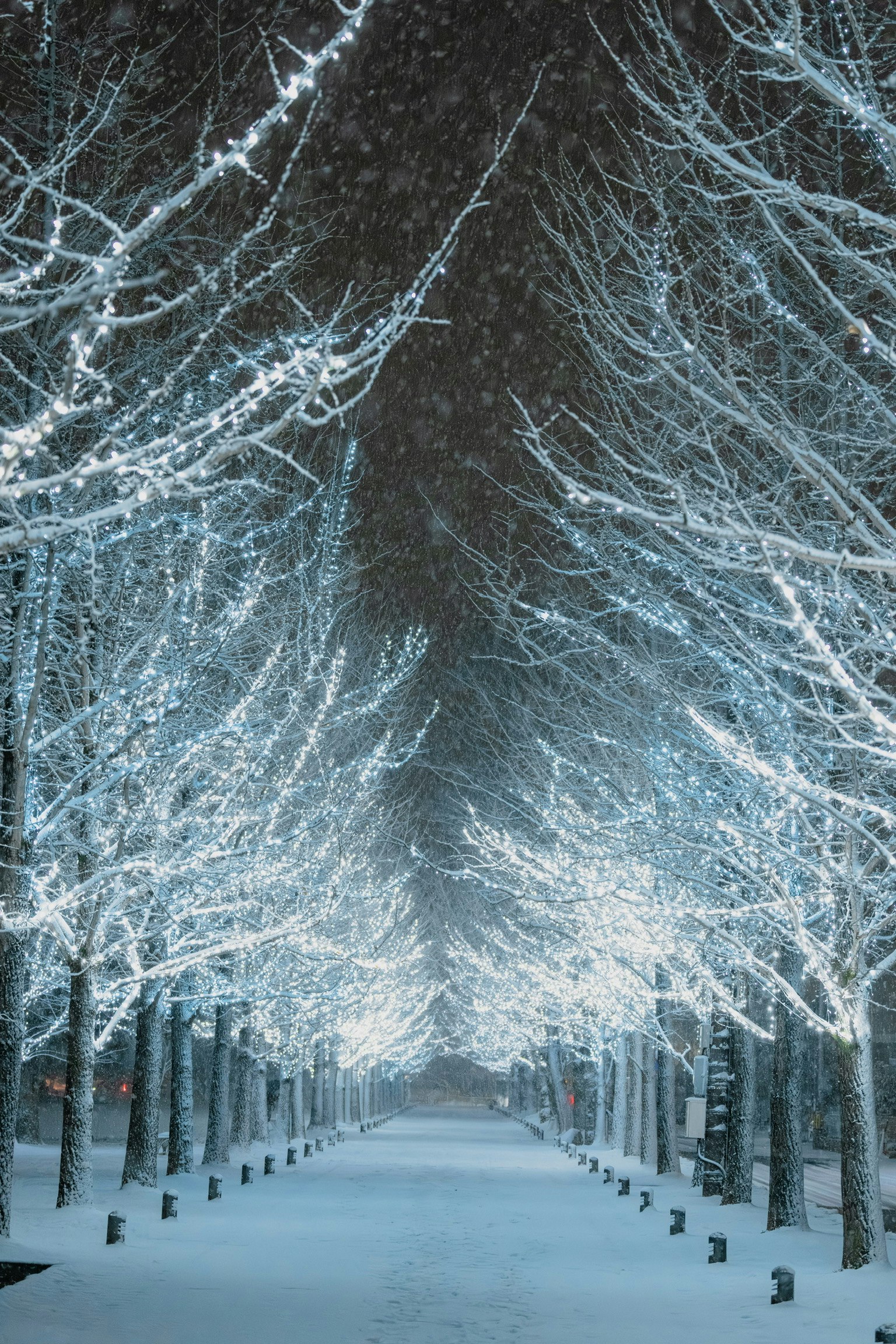 積雪的林蔭大道與夜間燈光裝飾