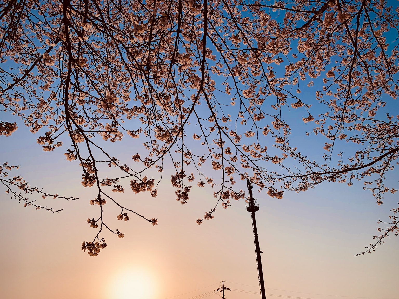 櫻花樹枝與美麗的日落天空