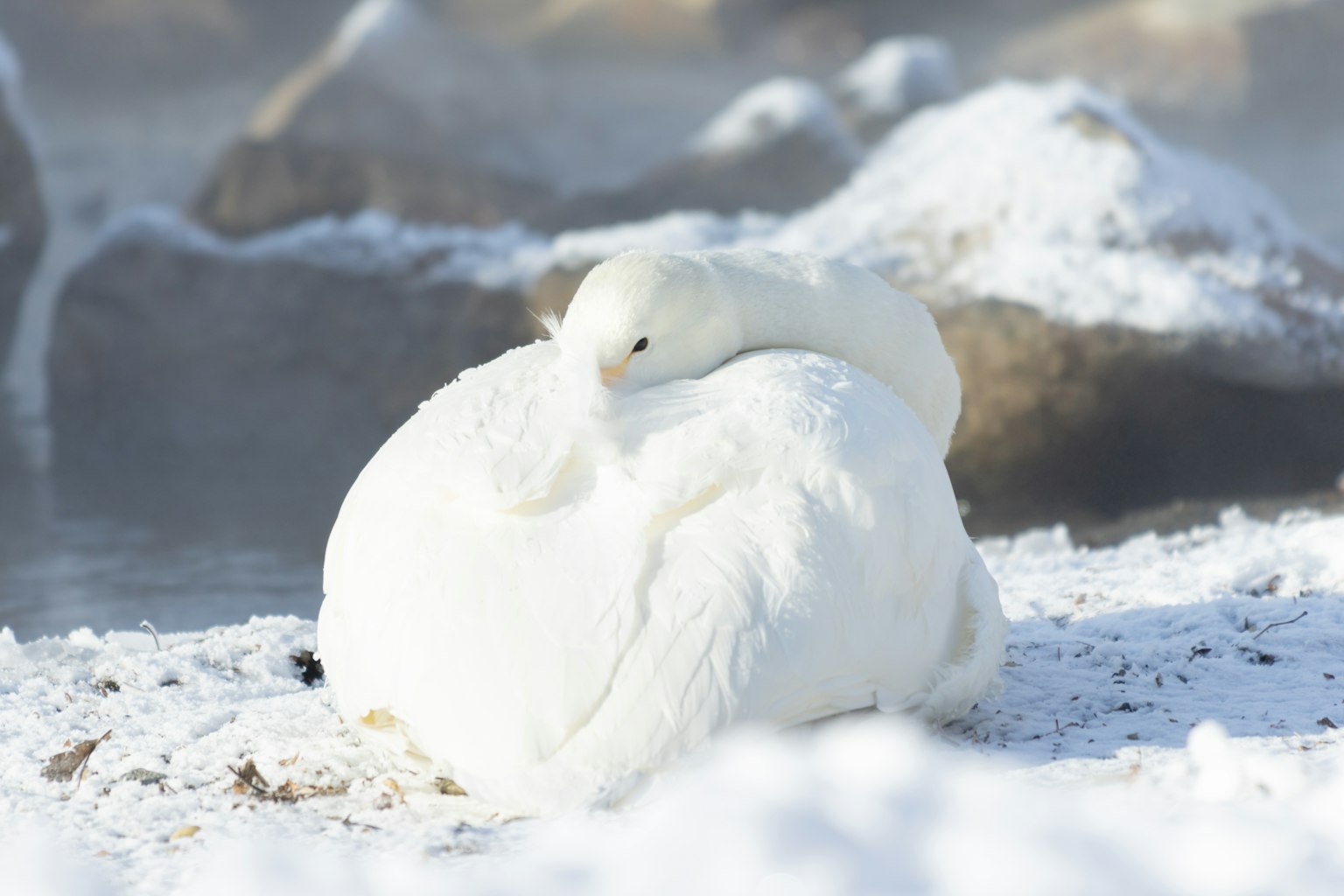 A white bird resting on snow with a blurred background