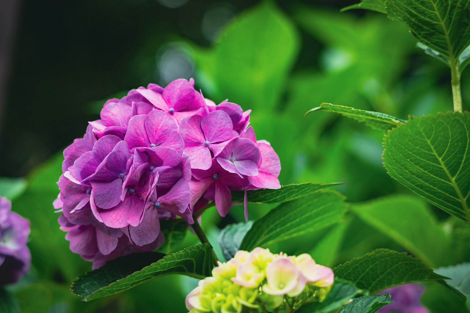 Lila Hortensie mit grünen Blättern