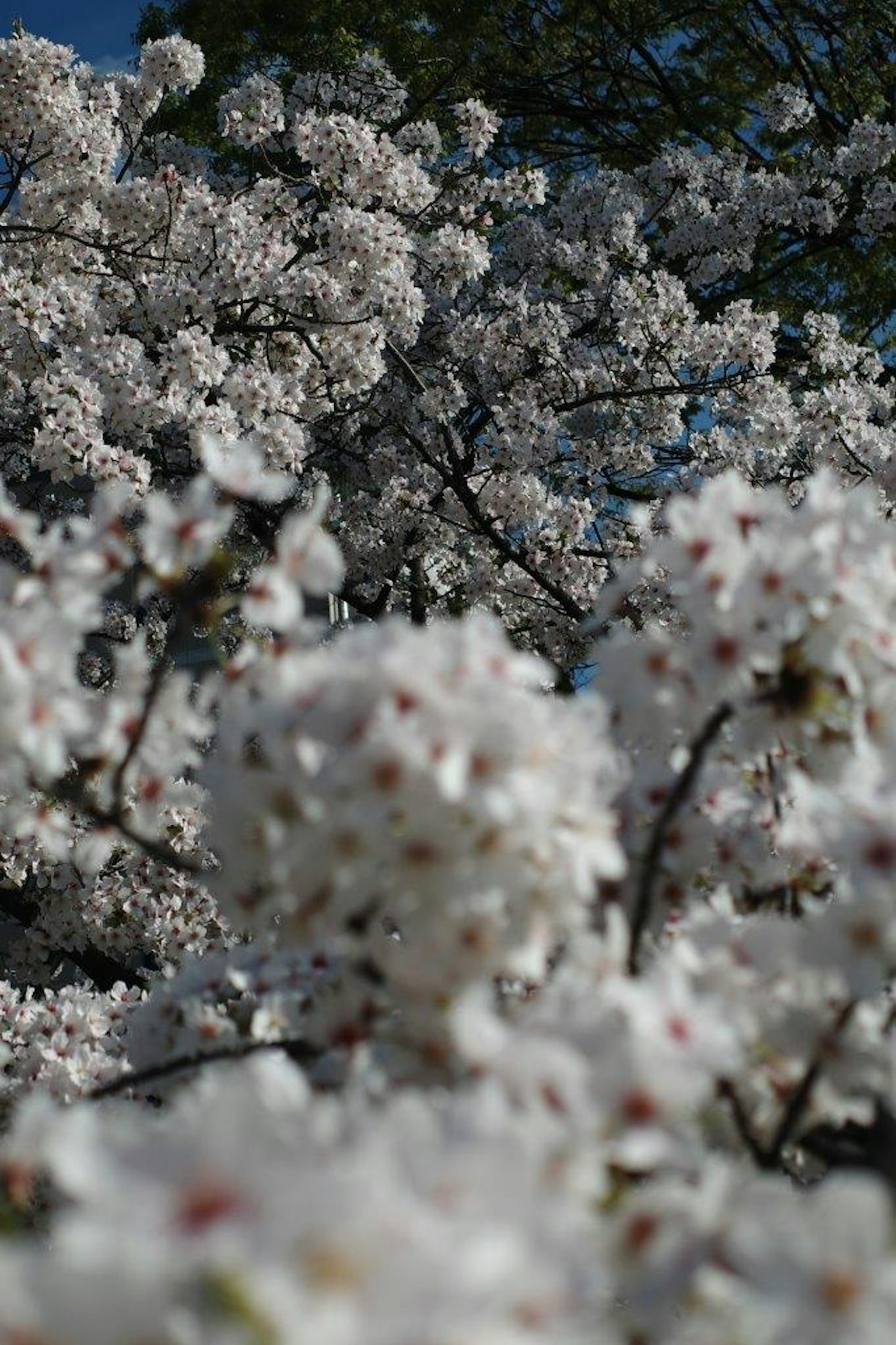 盛开的白色樱花特写
