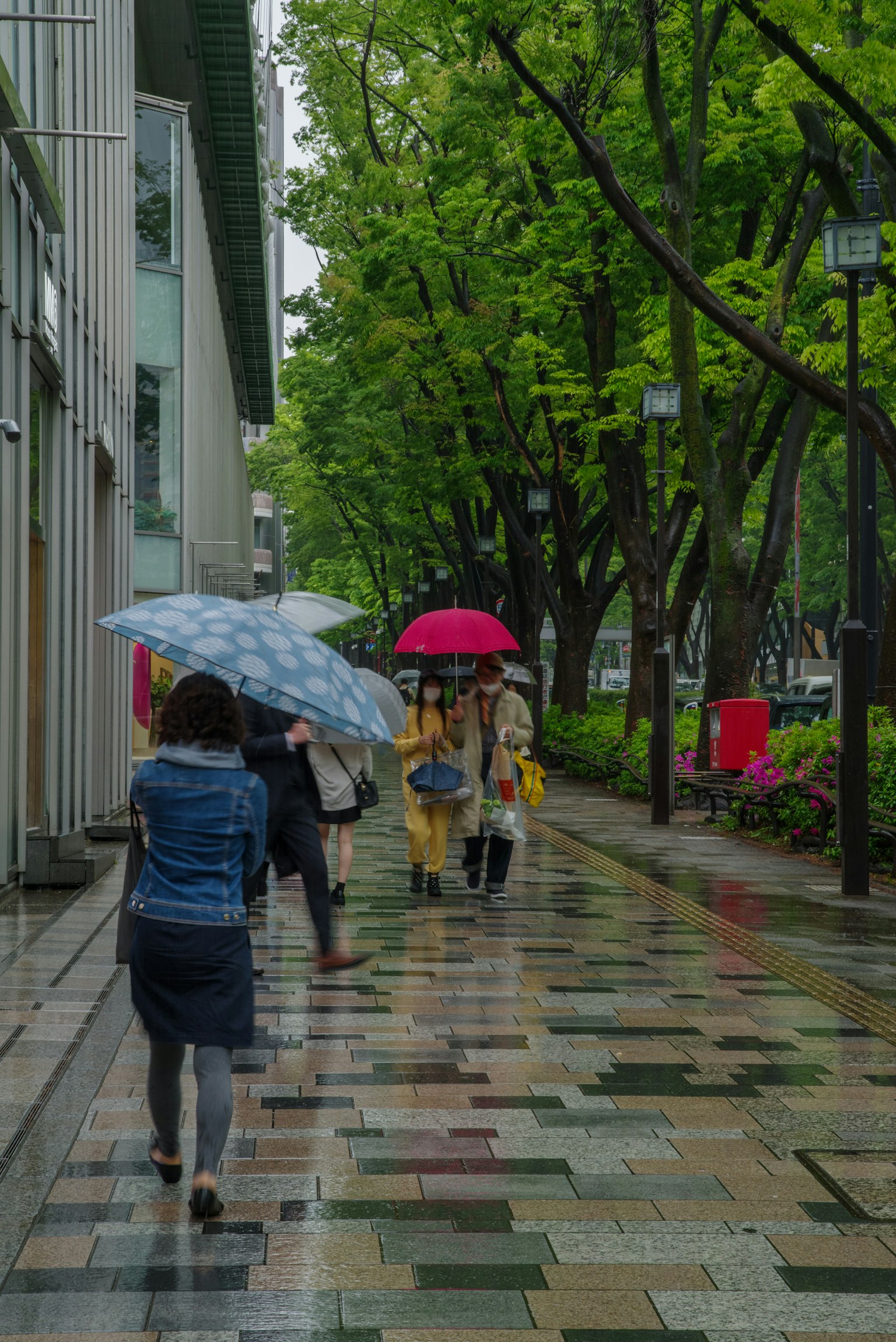 Mọi người đi bộ dưới mưa với ô nhiều màu sắc trên con đường rợp bóng cây