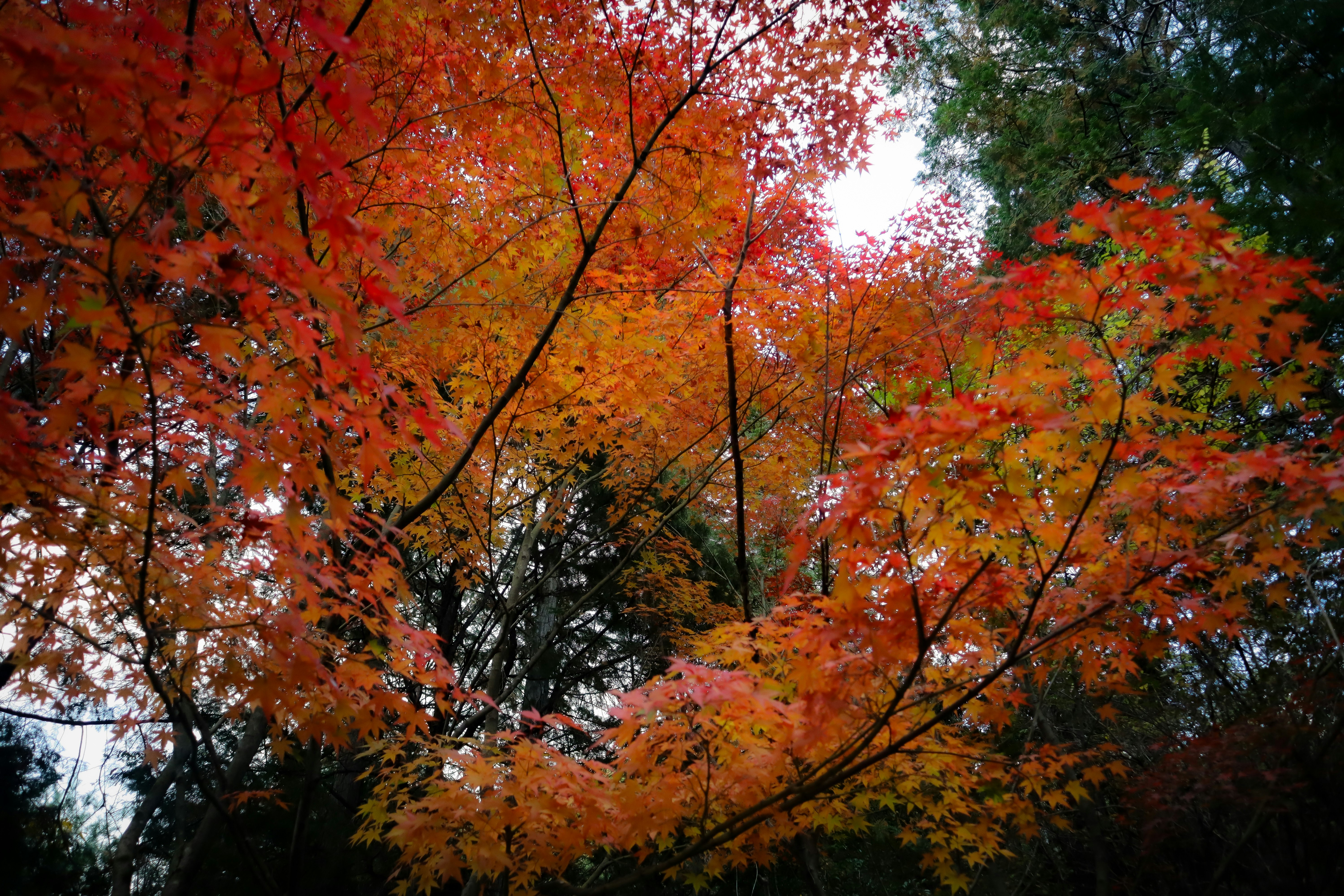 色づく木々の紅葉が空を覆う山の景色