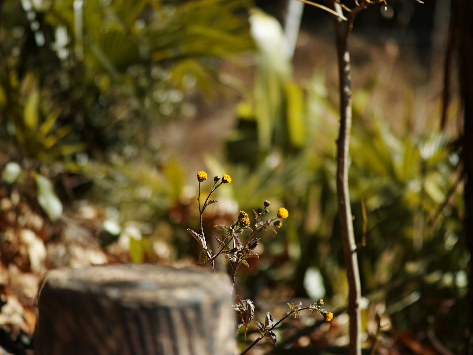 Primo piano di una pianta con fiori gialli in un ambiente naturale con sfondo verde