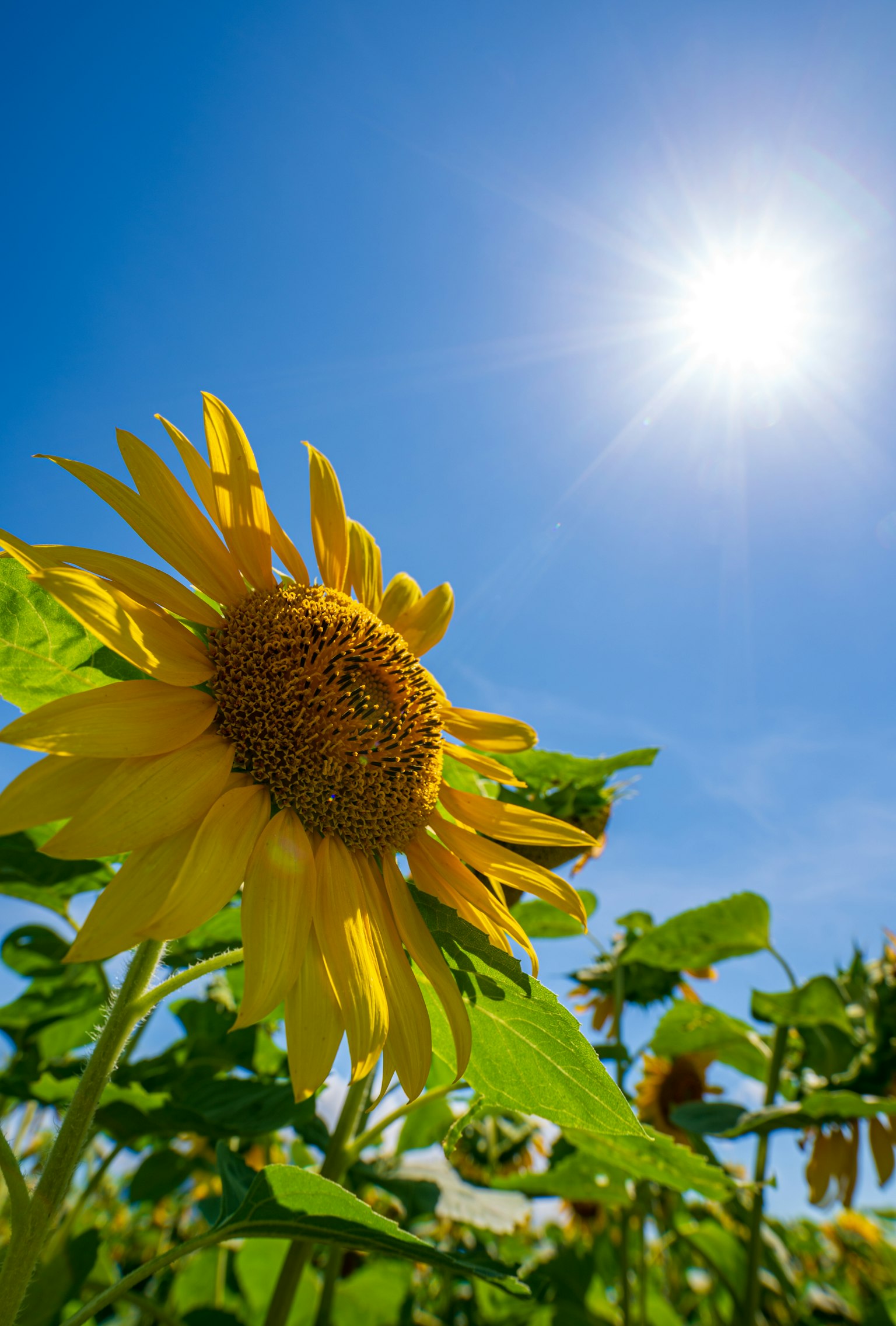 在蓝天之下闪耀的向日葵特写