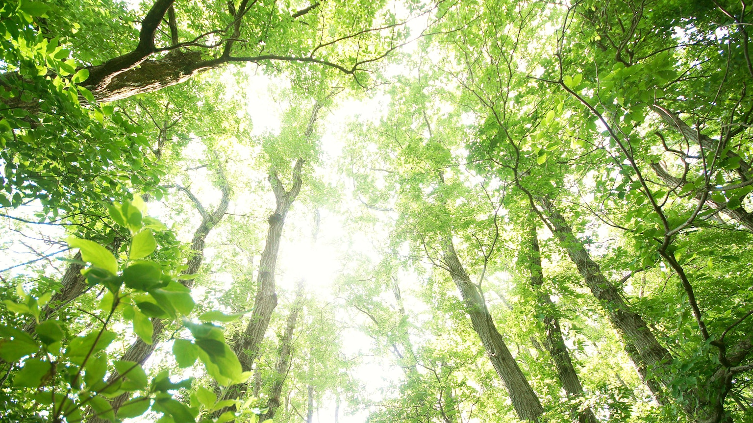 Gambar menunjukkan pandangan ke atas ke hutan hijau yang rimbun Cahaya cerah menyaring melalui pepohonan