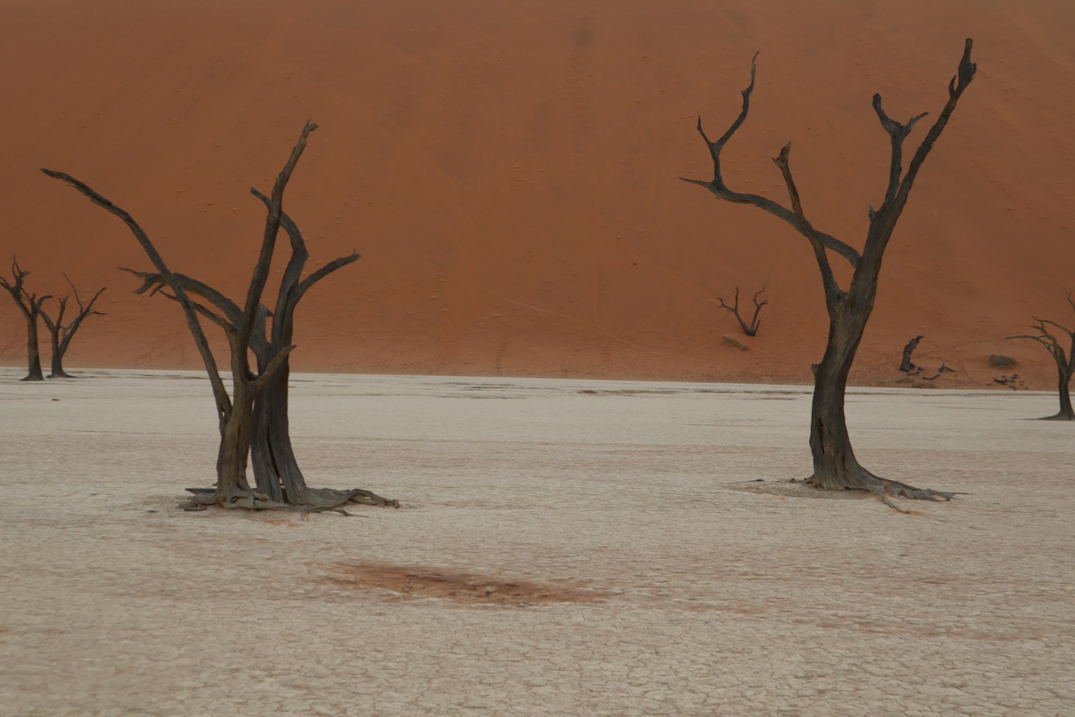 Arbres morts sur un sol sec avec une dune de sable orange en arrière-plan