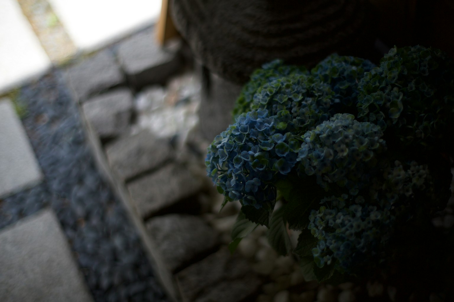 Un mazzo di fiori blu vicino a un sentiero di pietra