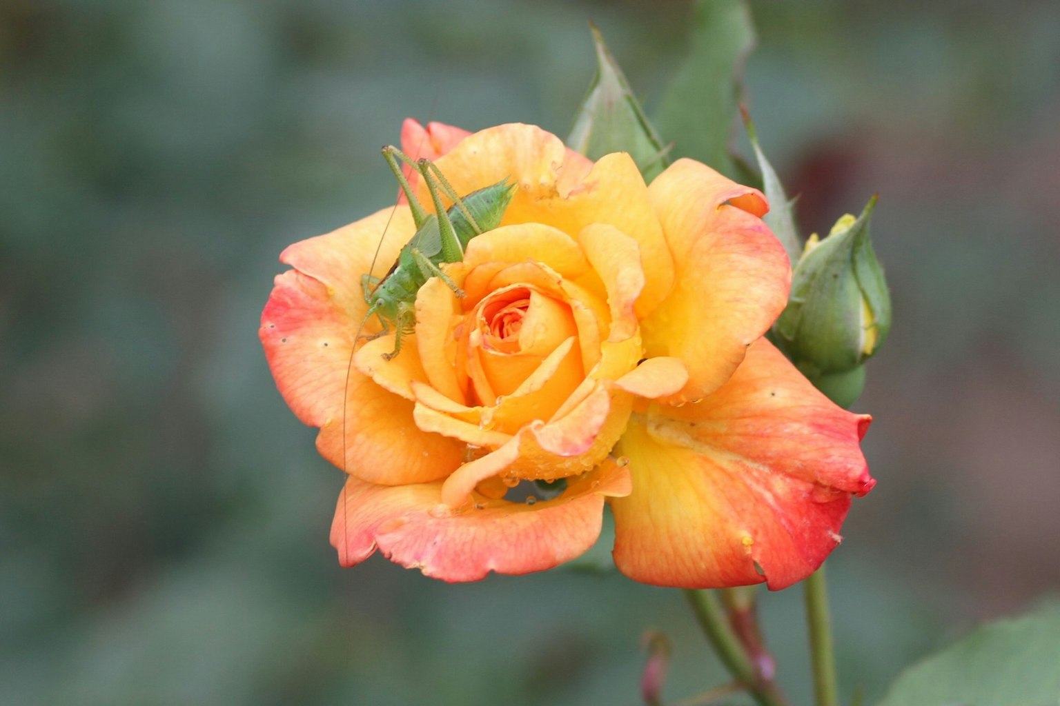ดอกกุหลาบสีส้มและสีเหลืองสดใสเบ่งบาน