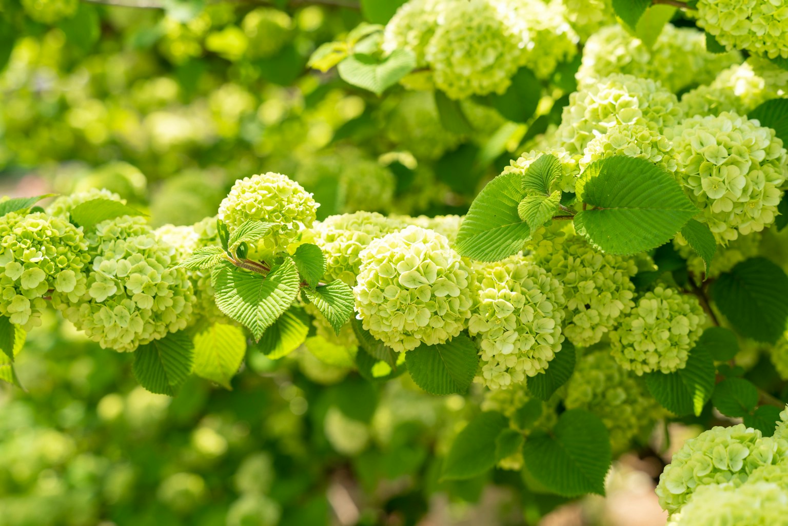 Branch of a plant with green leaves and white flowers
