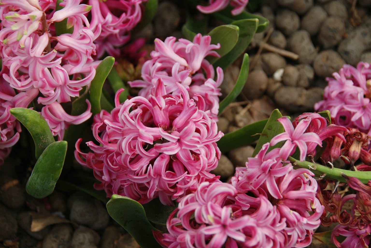 Gruppi di fiori di giacinto rosa circondati da foglie verdi