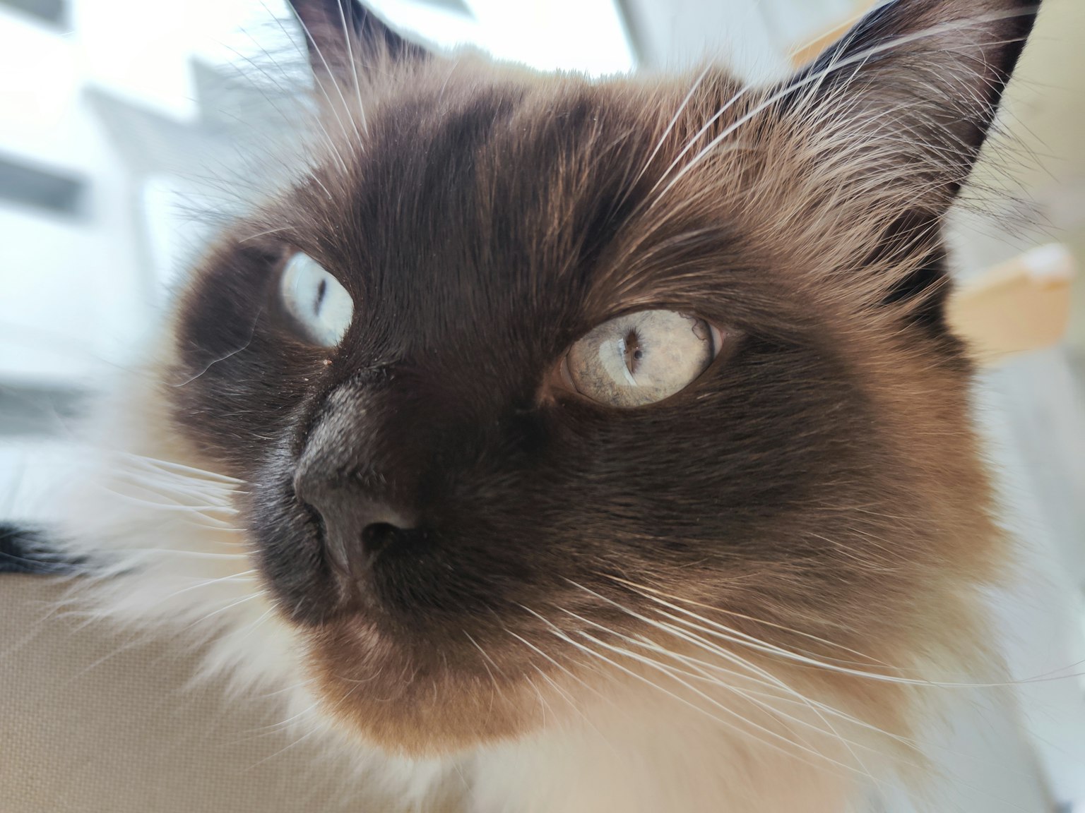 Gambar close-up kucing dengan warna bulu mencolok