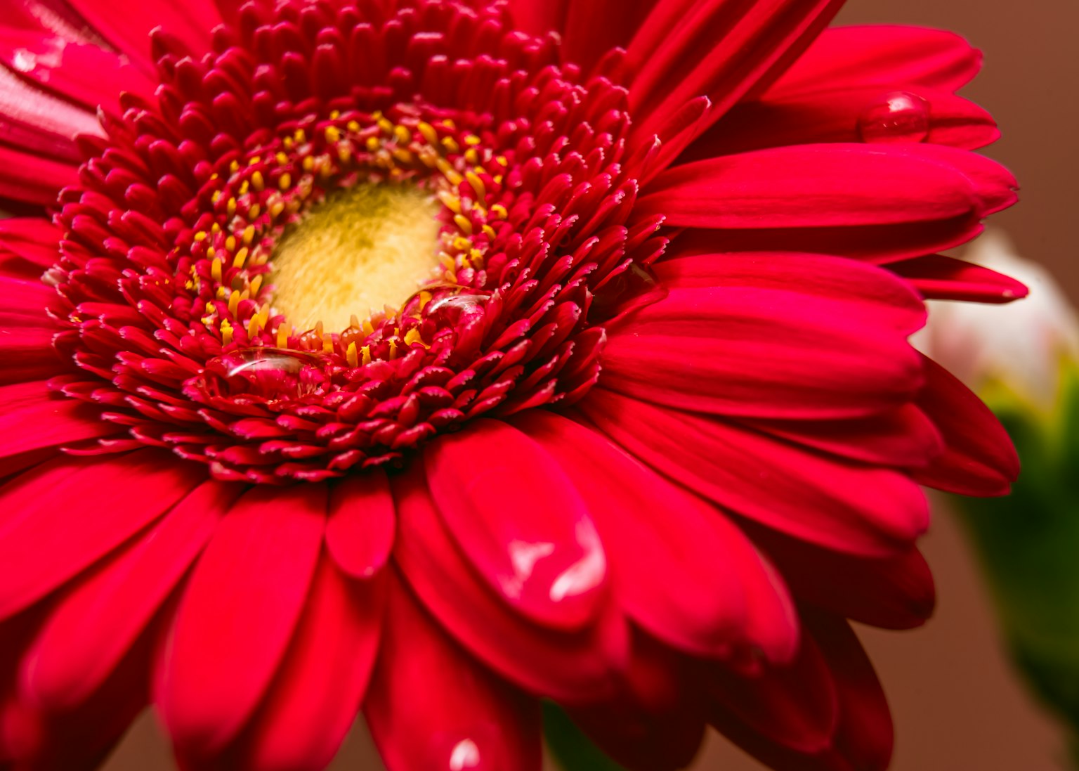 Acercamiento de una flor de gerbera roja vibrante con un centro amarillo y pétalos intrincados