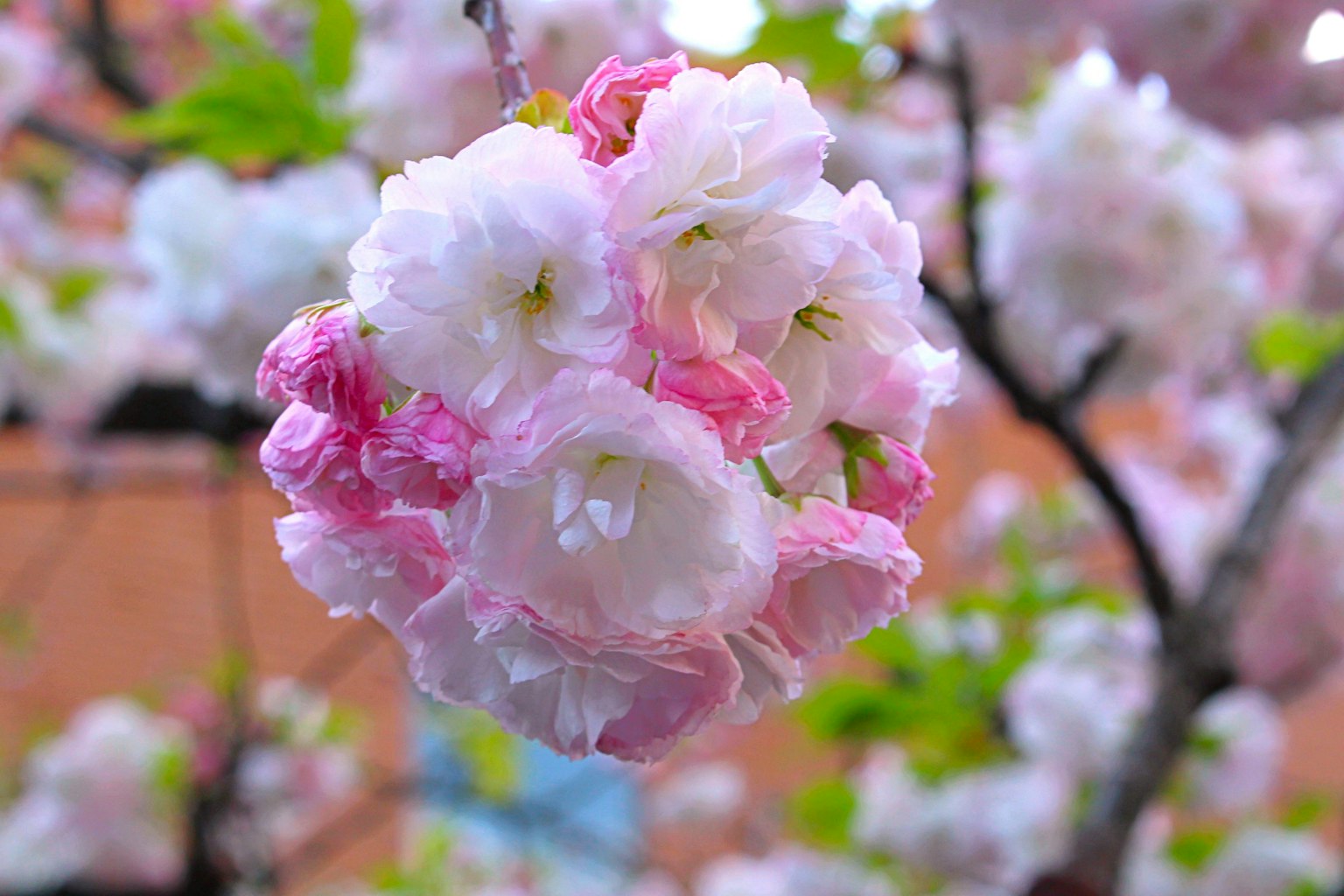 Image magnifique de fleurs de cerisier en fleur