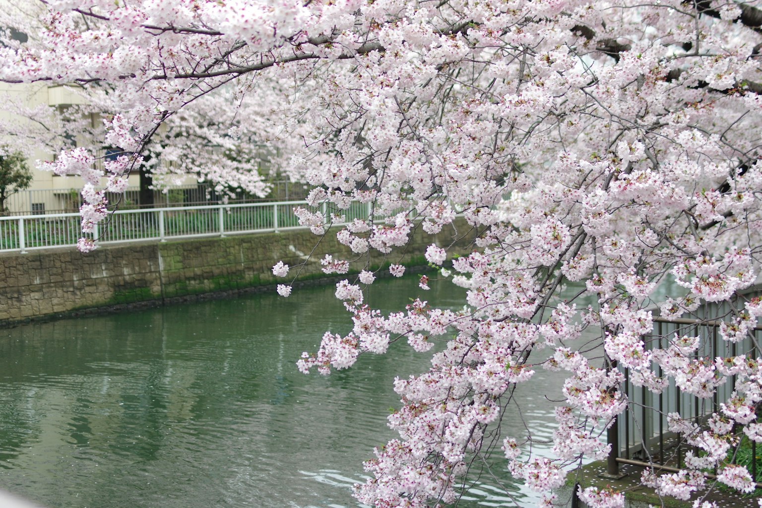 Cerezos en flor a lo largo de un río tranquilo