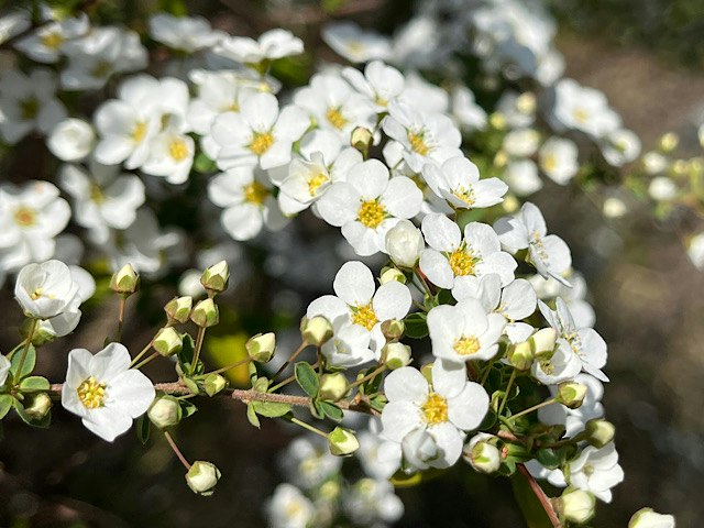 primo piano di fiori bianchi in fioritura