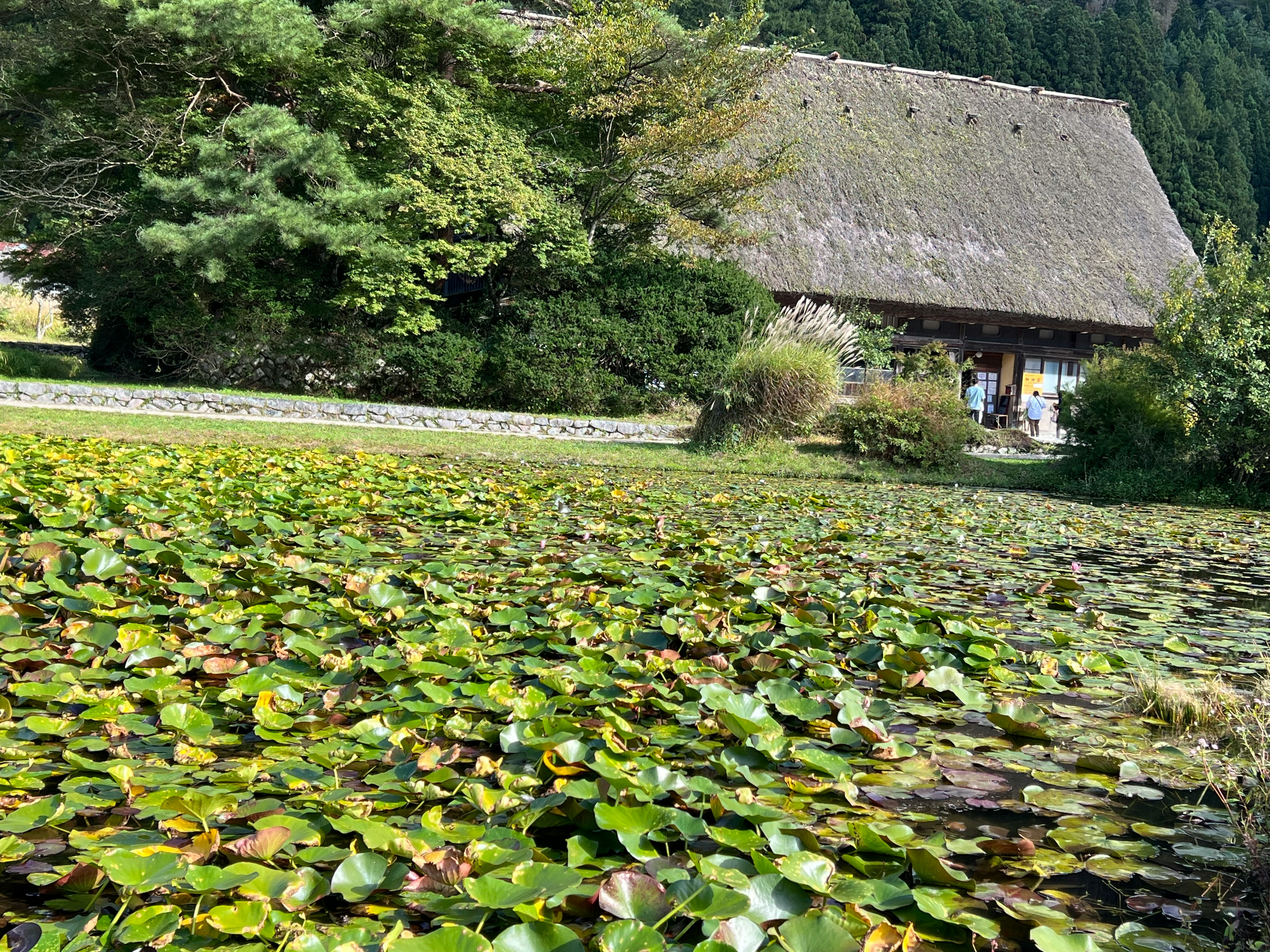 池の水面に広がるスイレンと茅葺きの建物