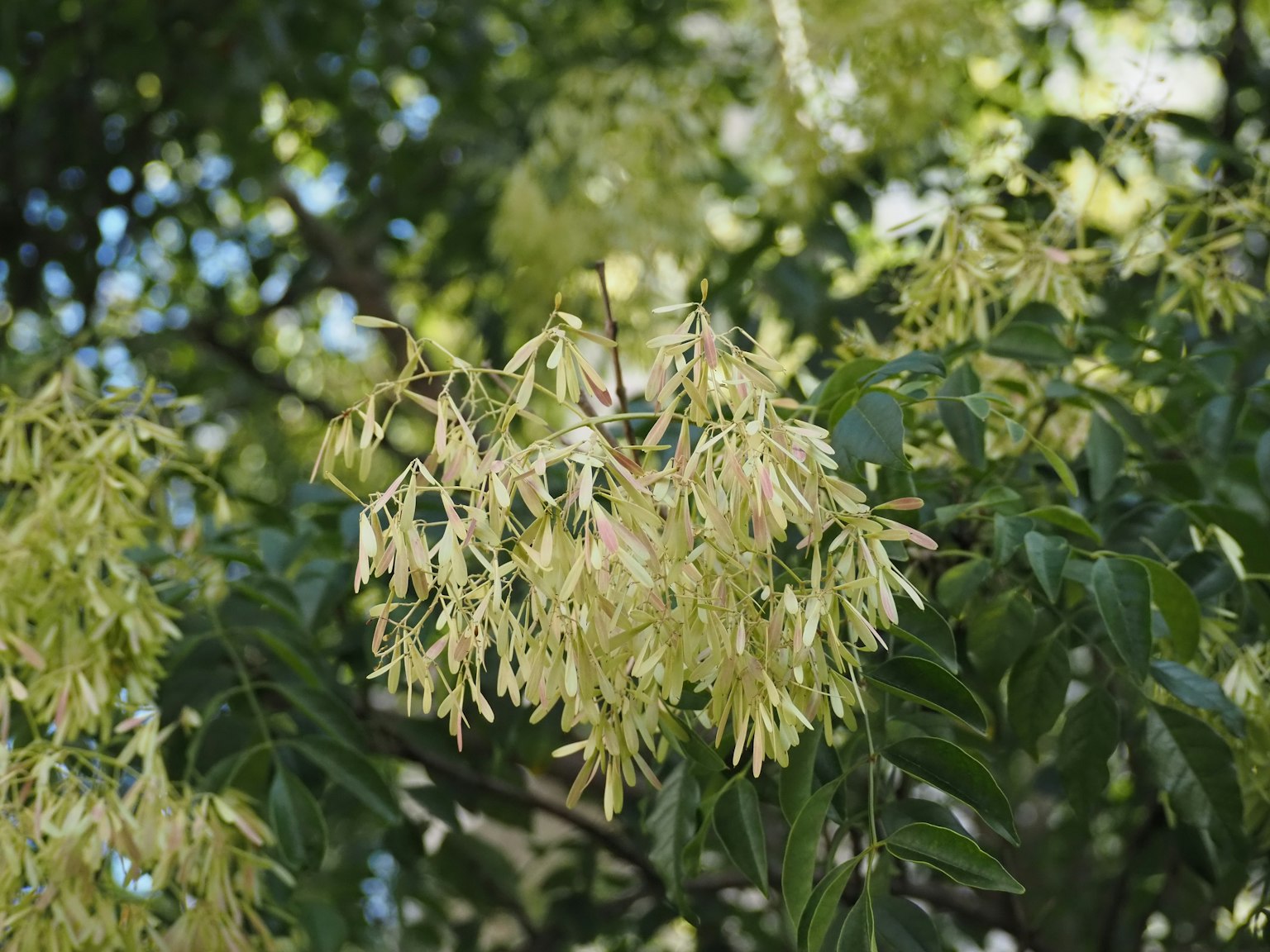 Una rama con flores amarillas pálidas rodeada de hojas verdes