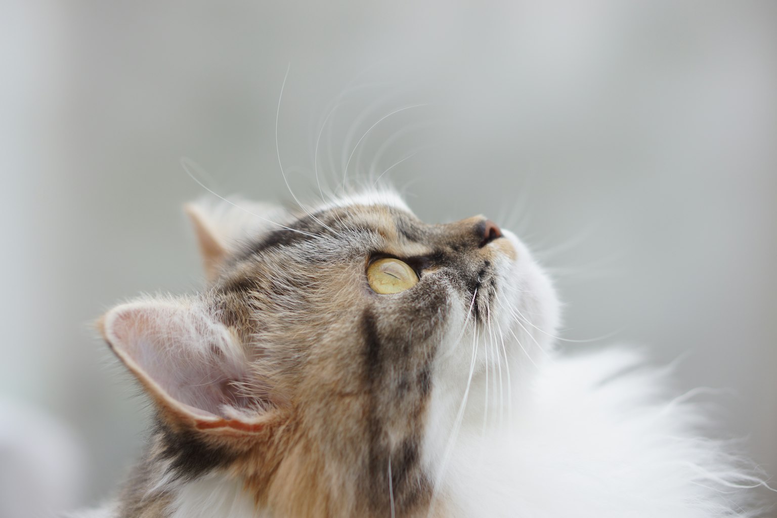 毛茸茸的猫好奇地仰望