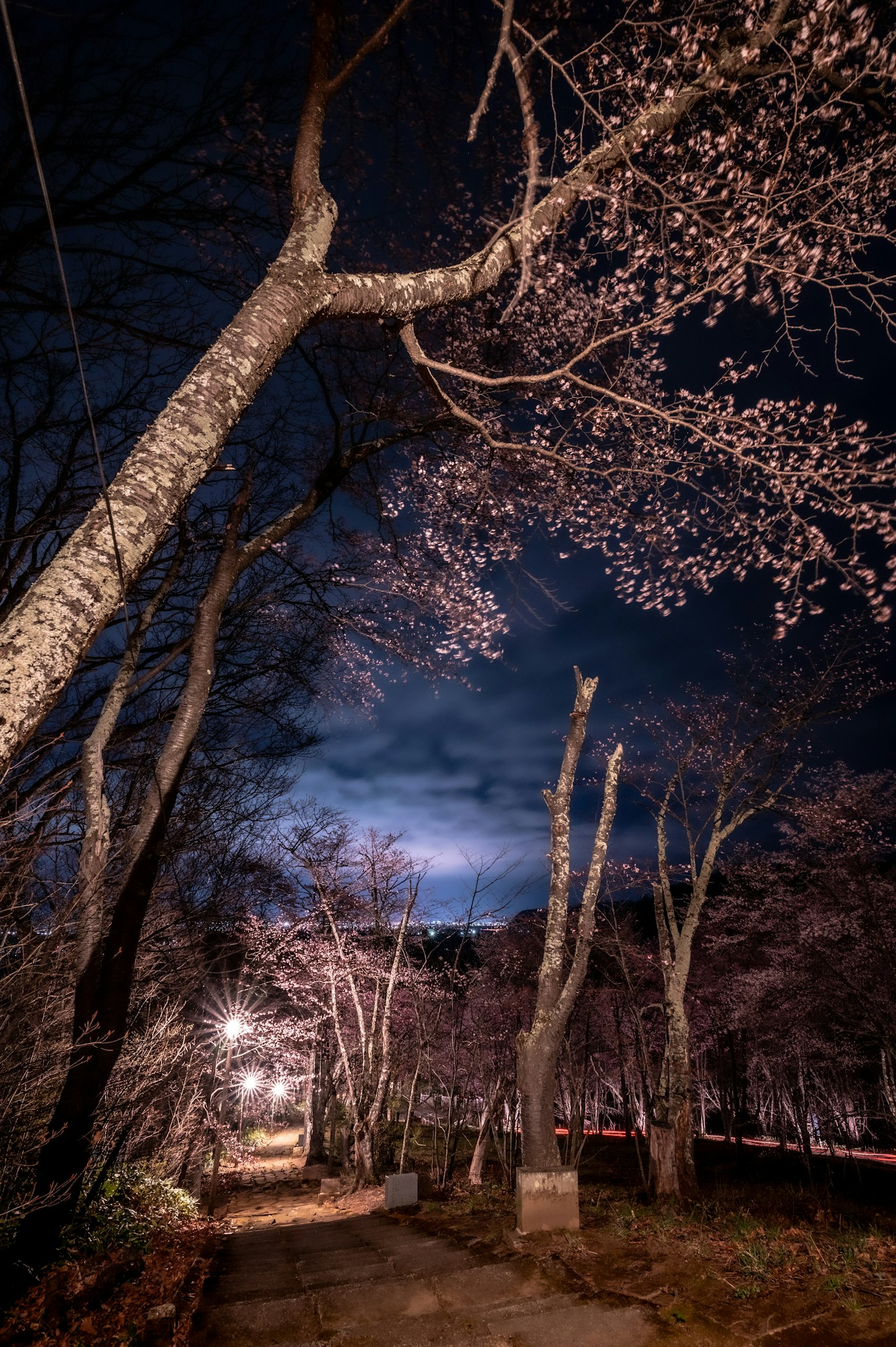 Alberi di ciliegio in fiore lungo un sentiero notturno con cielo blu