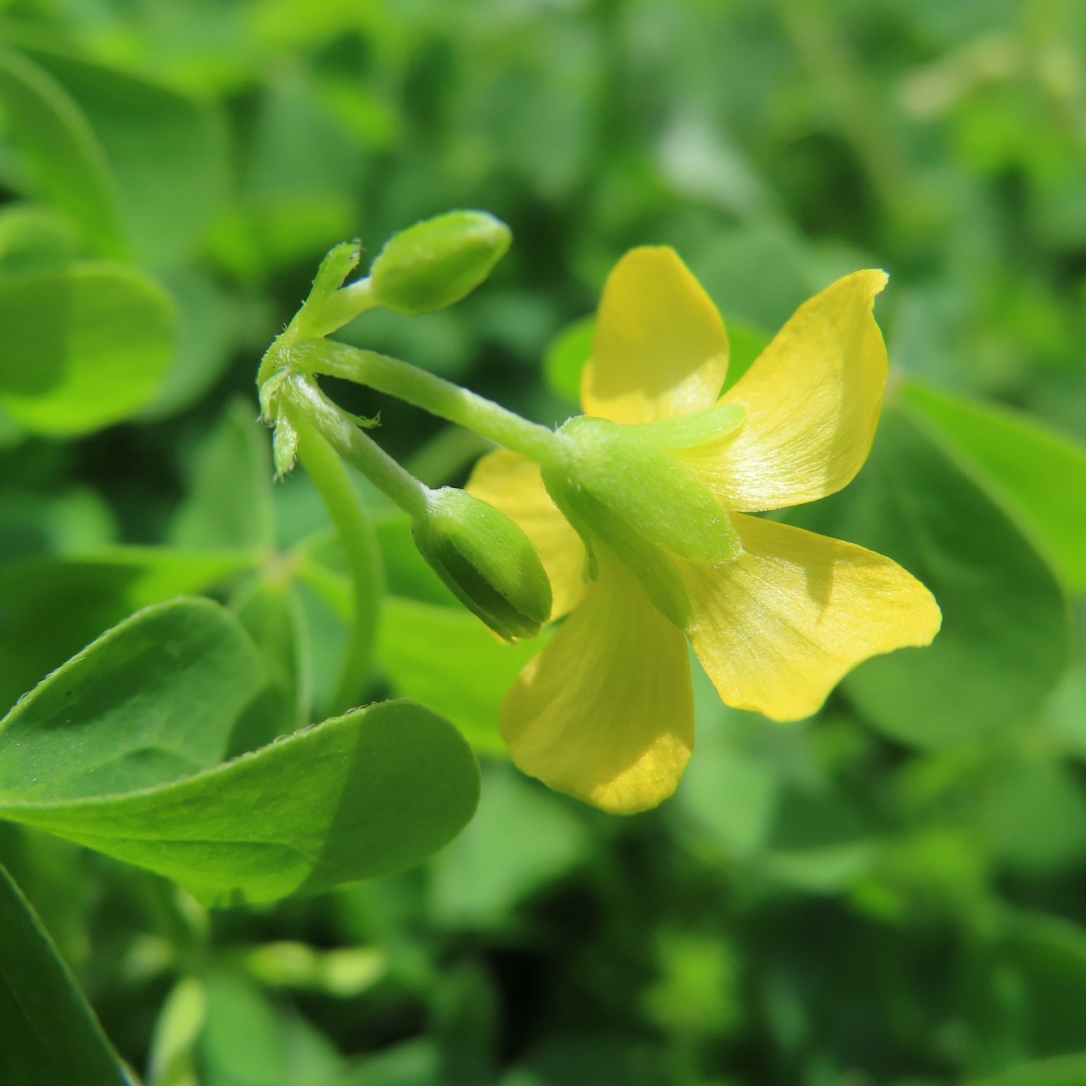 Fleur jaune entourée de feuilles vertes