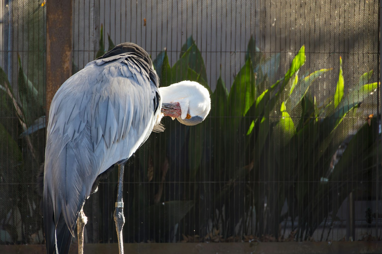 Graues Vogel mit weißem Kopf, das sein Gefieder putzt