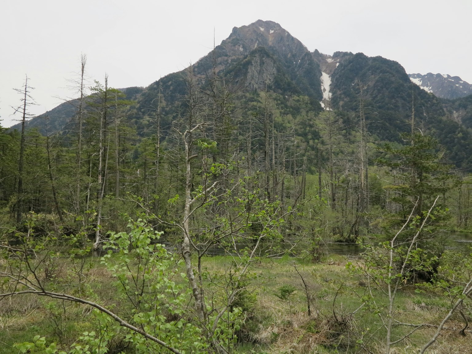 Pemandangan alam dengan tanaman hijau dan gunung
