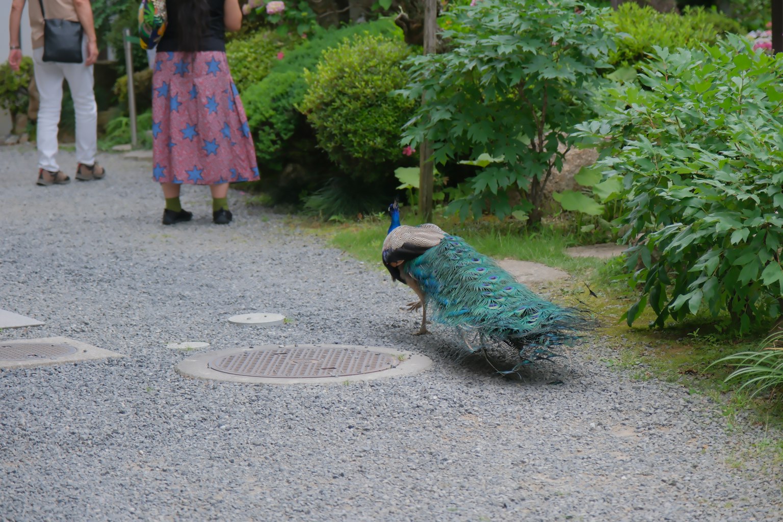 Peacock walking in a garden with people nearby