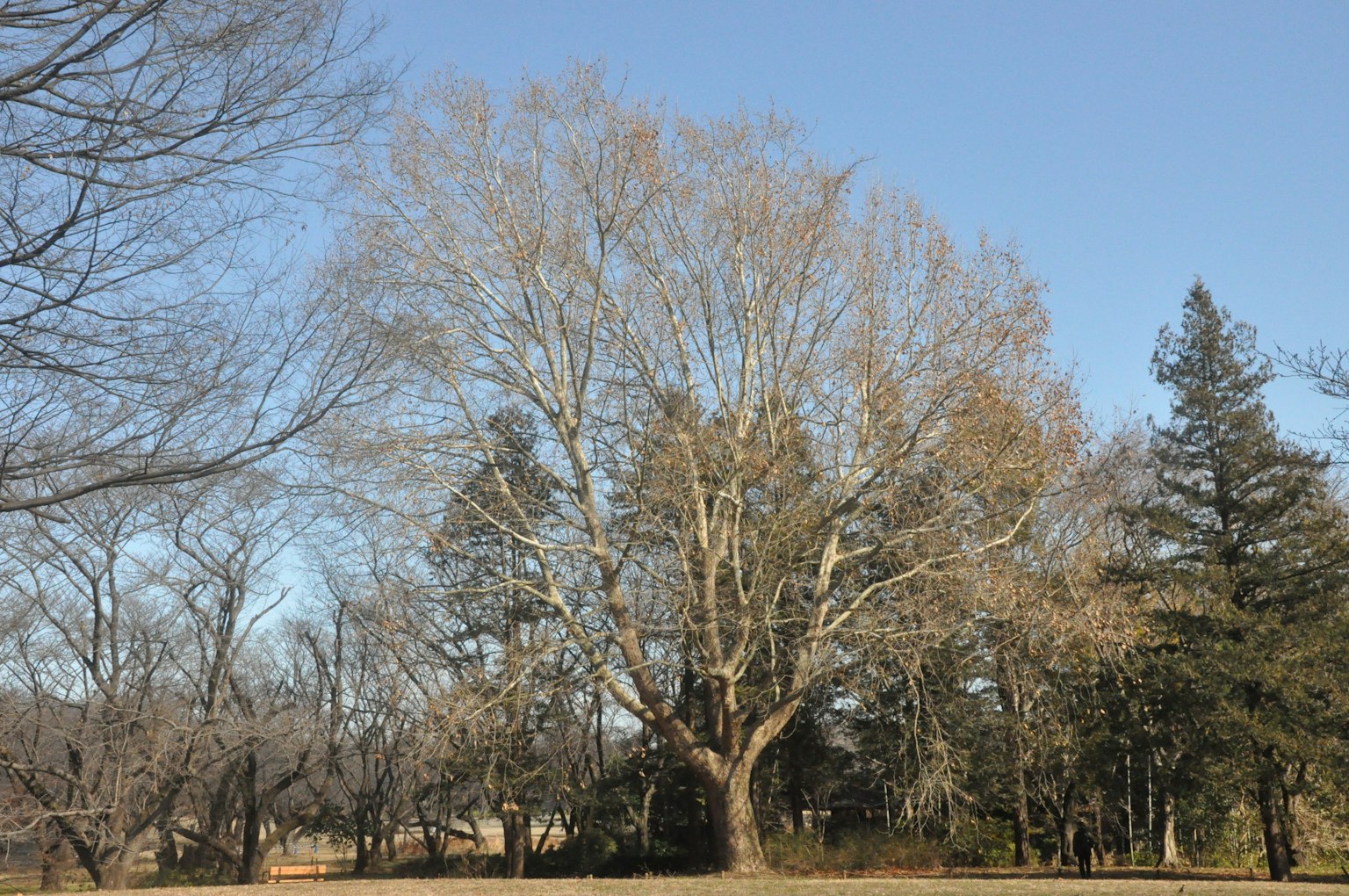 Grande albero con cielo azzurro