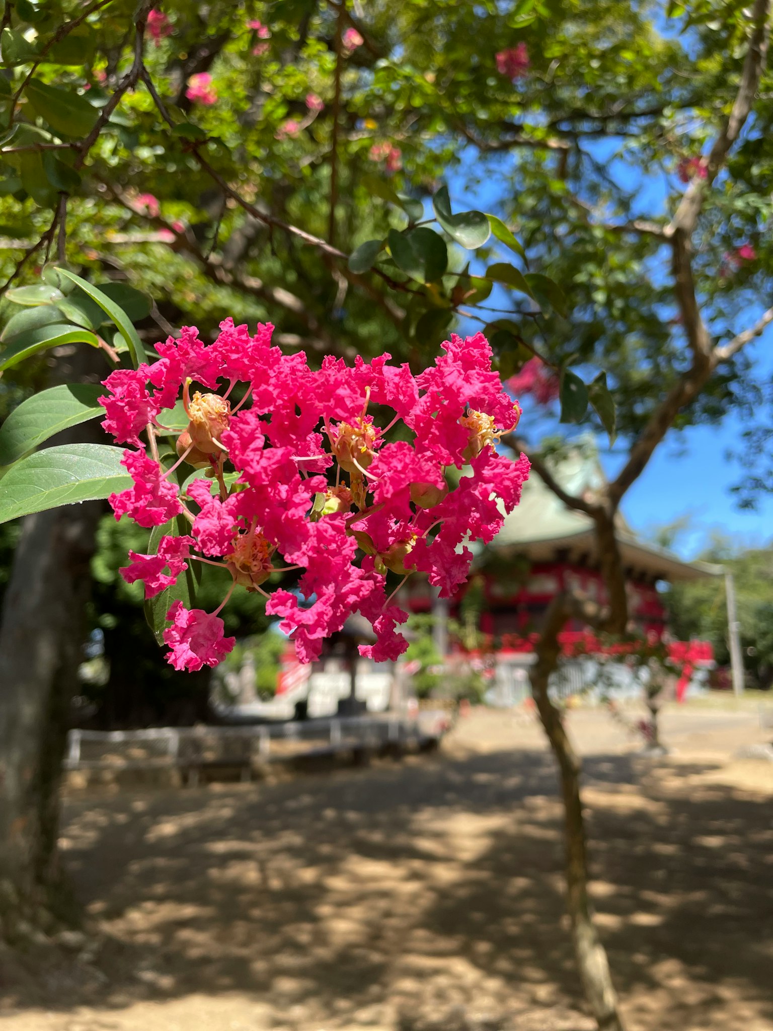 Acercamiento de flores rosas vibrantes en un árbol con un edificio al fondo