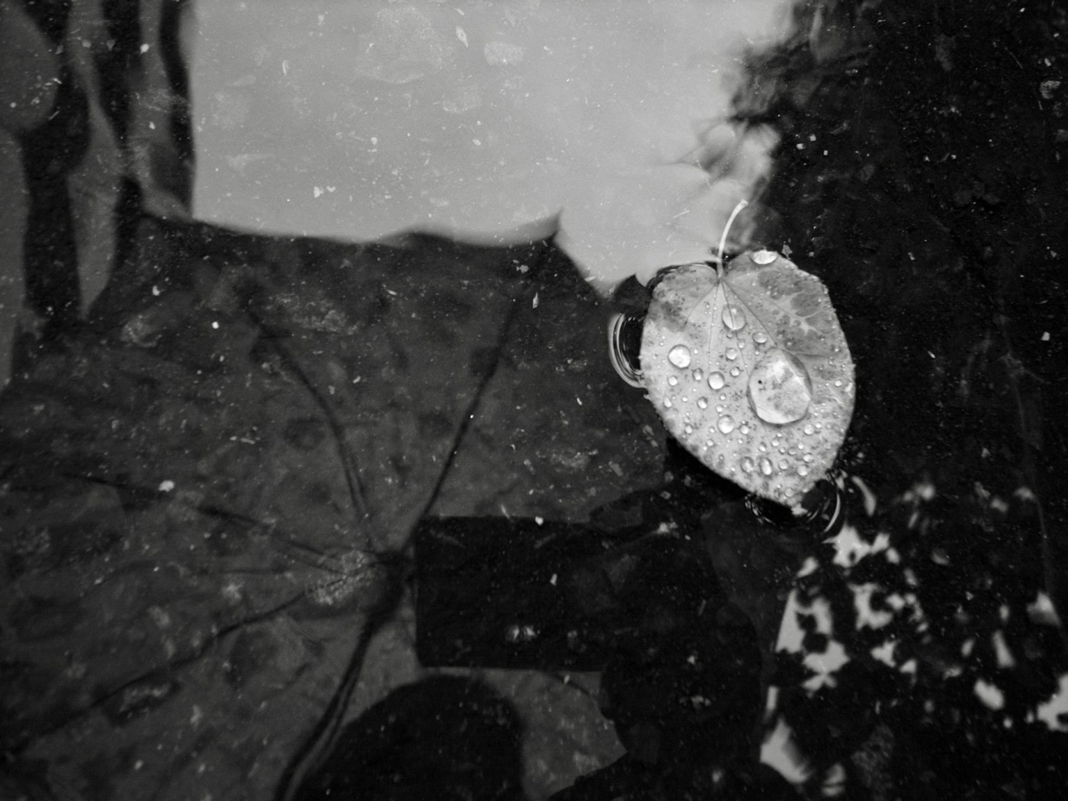 Ein monochromes Bild eines Blattes mit Wassertropfen, das an der Oberfläche schwimmt