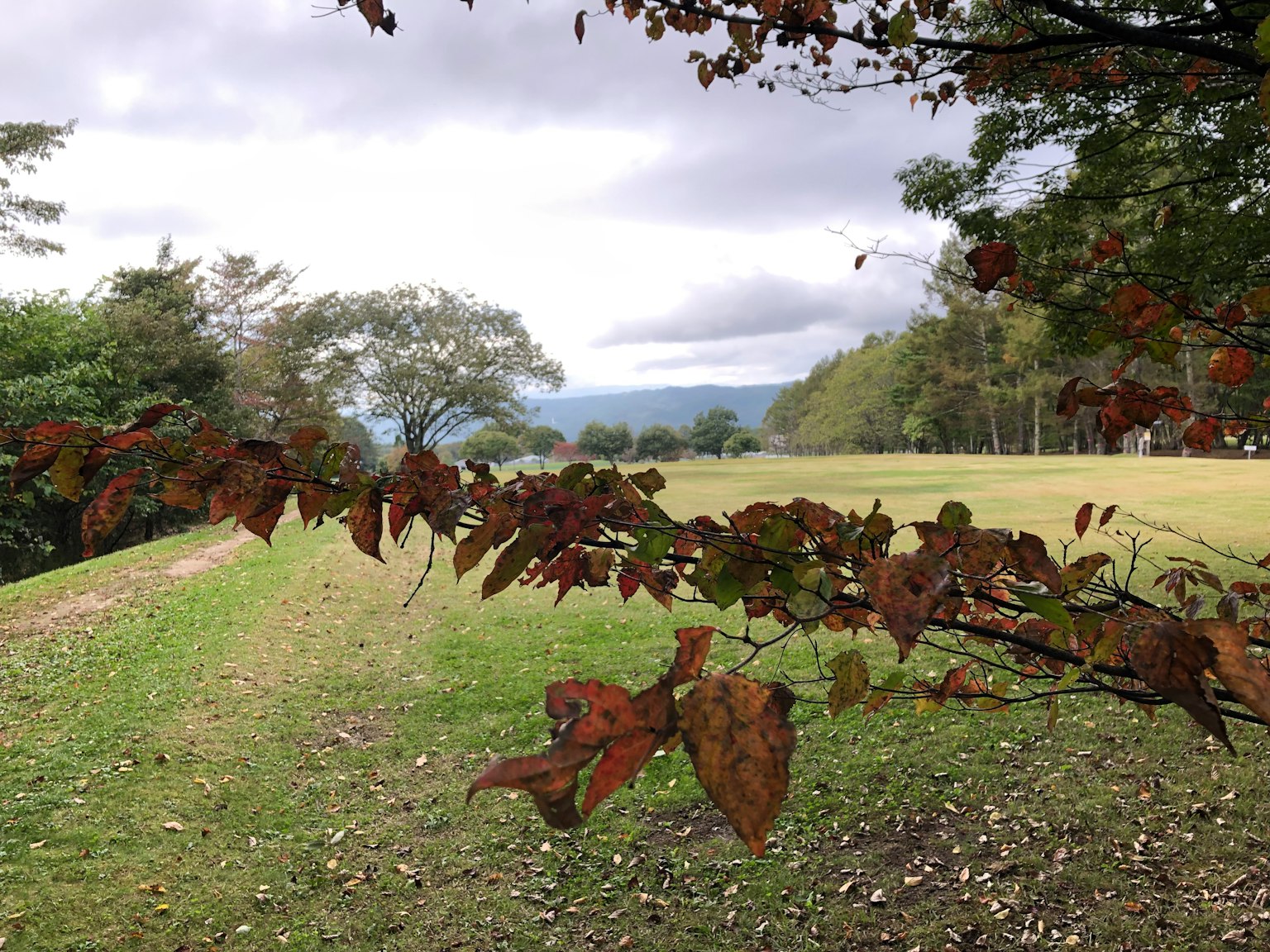 Herbstblätter auf einem grünen Feld mit fernen Bergen