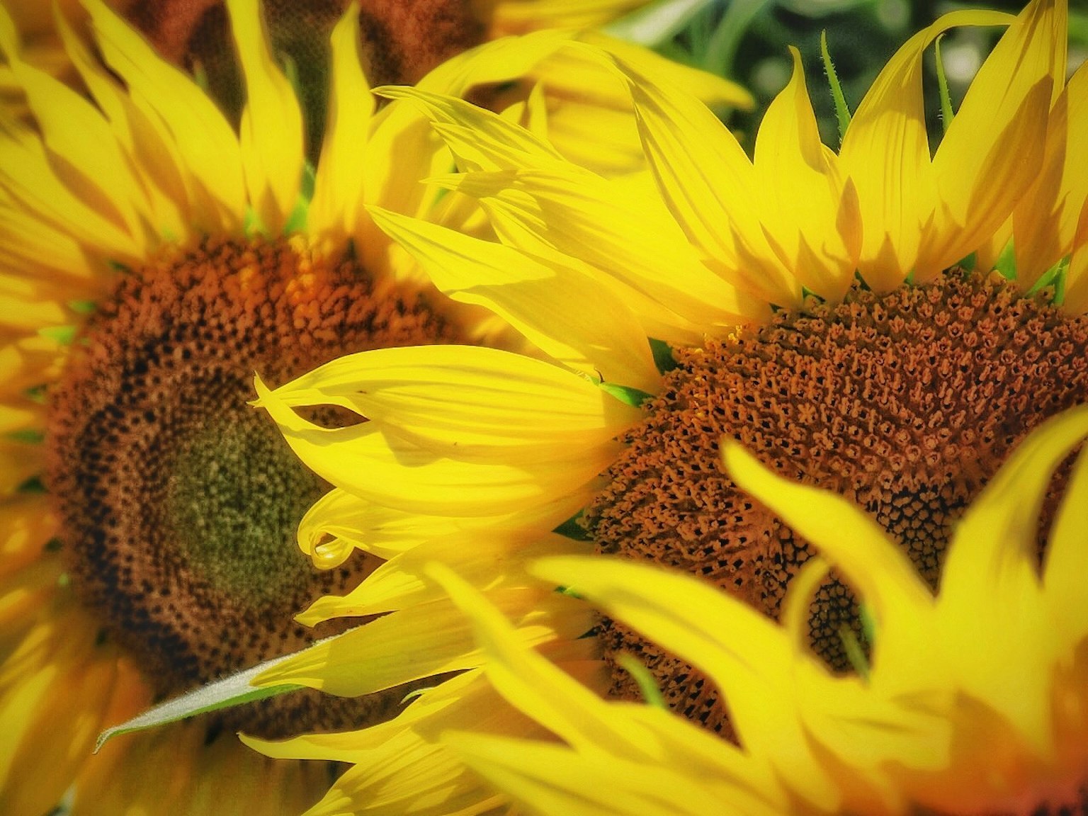 Lebendige Sonnenblumen mit gelben Blütenblättern und braunen Zentren