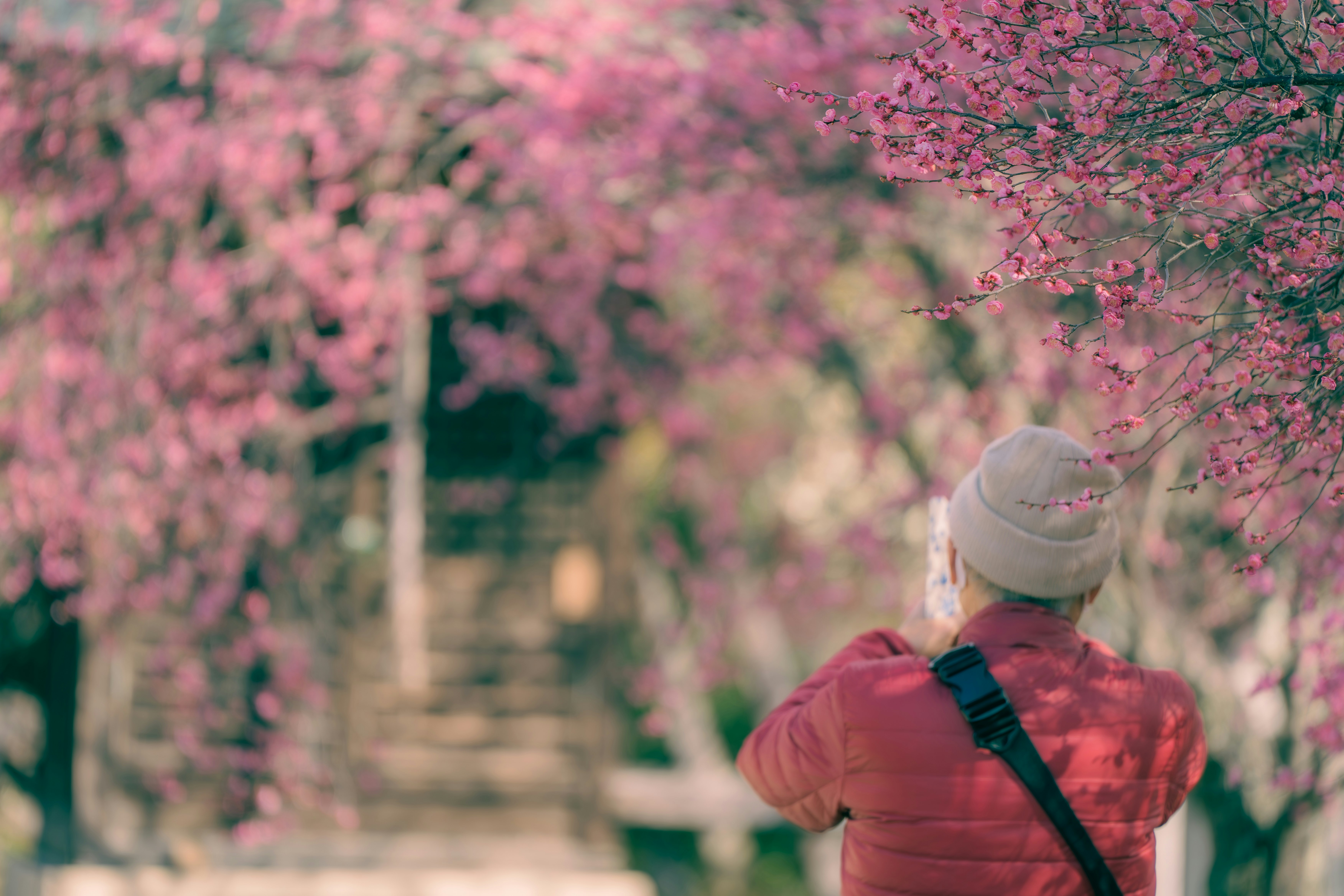 桃の花並木の小道を歩く帽子姿の人物