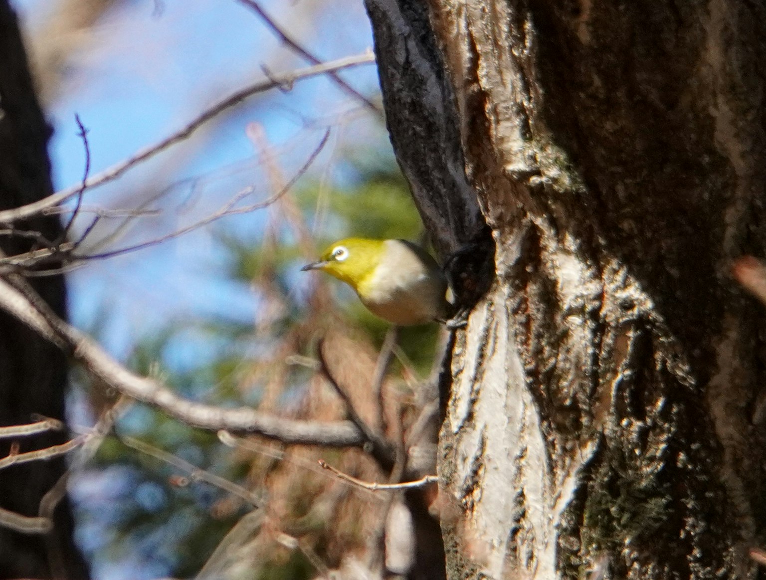 Un pequeño pájaro asomándose desde un tronco de árbol con cielo azul y follaje de fondo