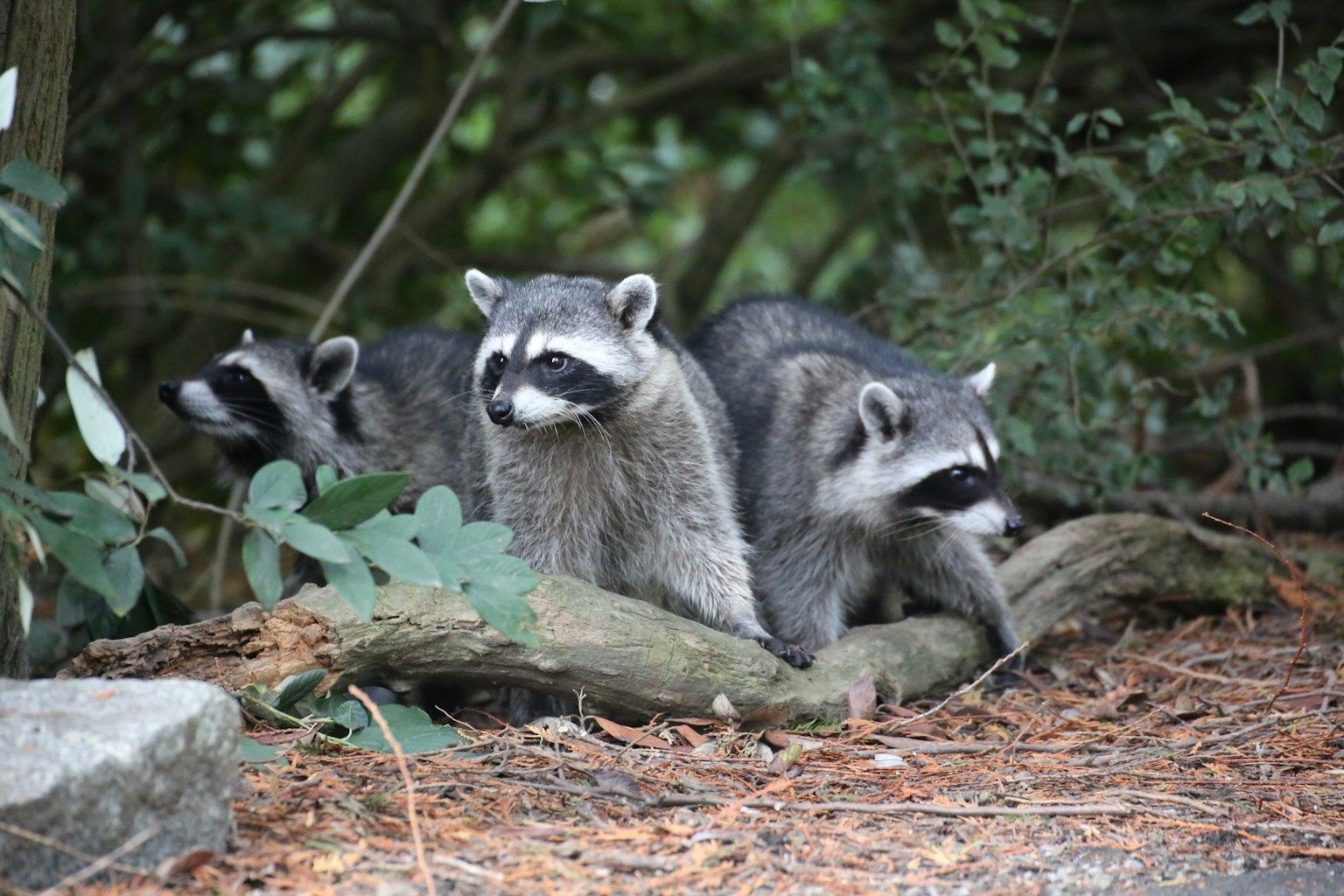 Tres mapaches jugando cerca de un tronco en un bosque