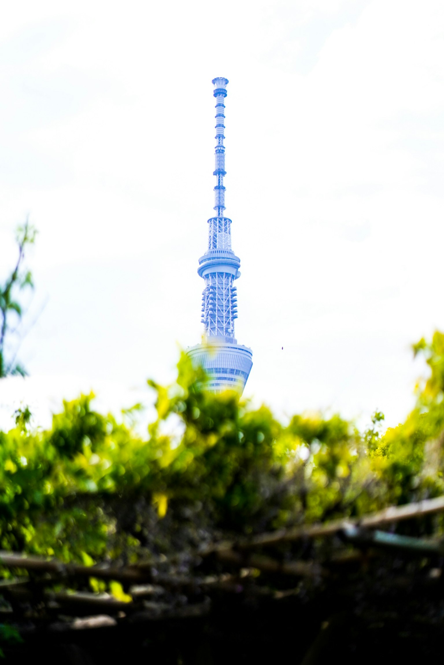 Tokyo Skytree visible through green foliage