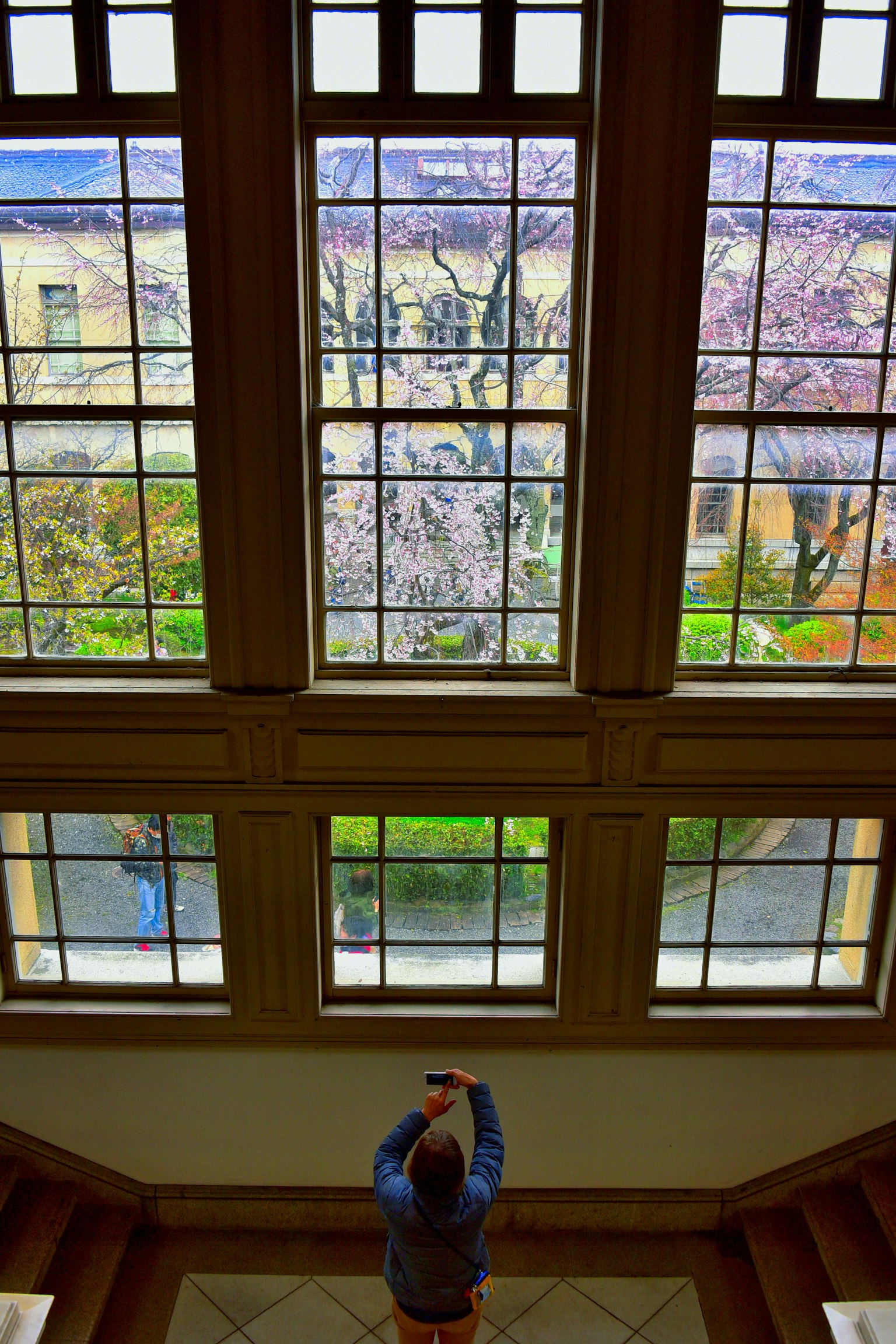 Người đứng trên cầu thang chụp ảnh cây anh đào và vườn xanh qua cửa sổ lớn