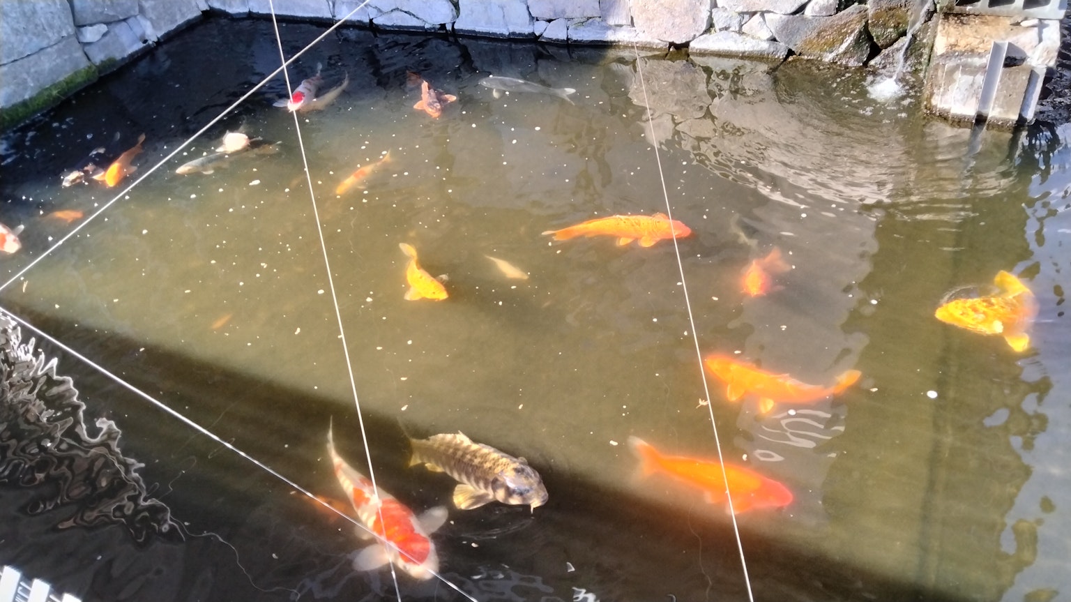 Eine Gruppe bunter Karpfen schwimmt in einem Teich