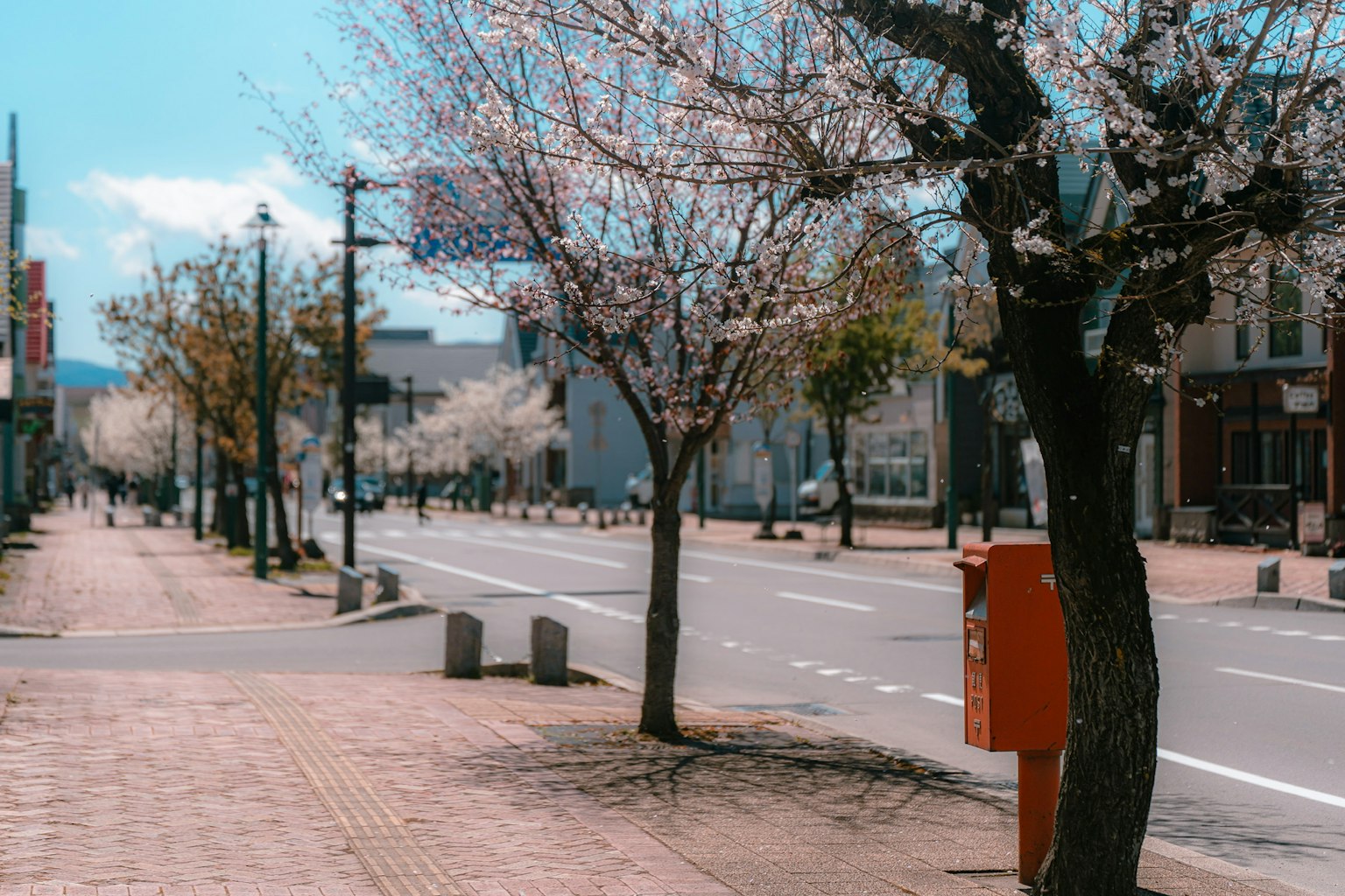 櫻花樹成排的街道風景，藍天晴朗