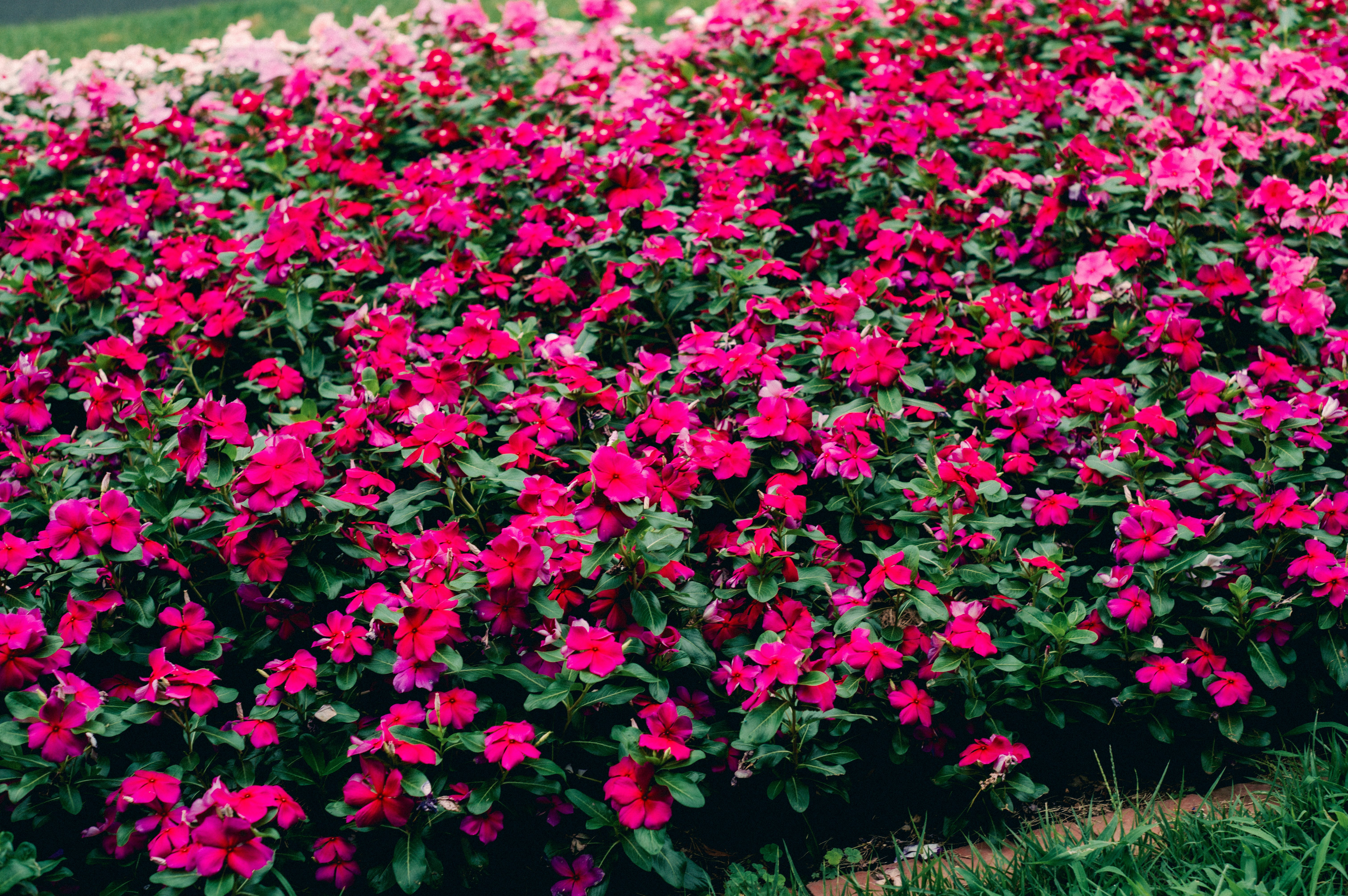色鮮やかなピンクの花が密集した花壇の景色