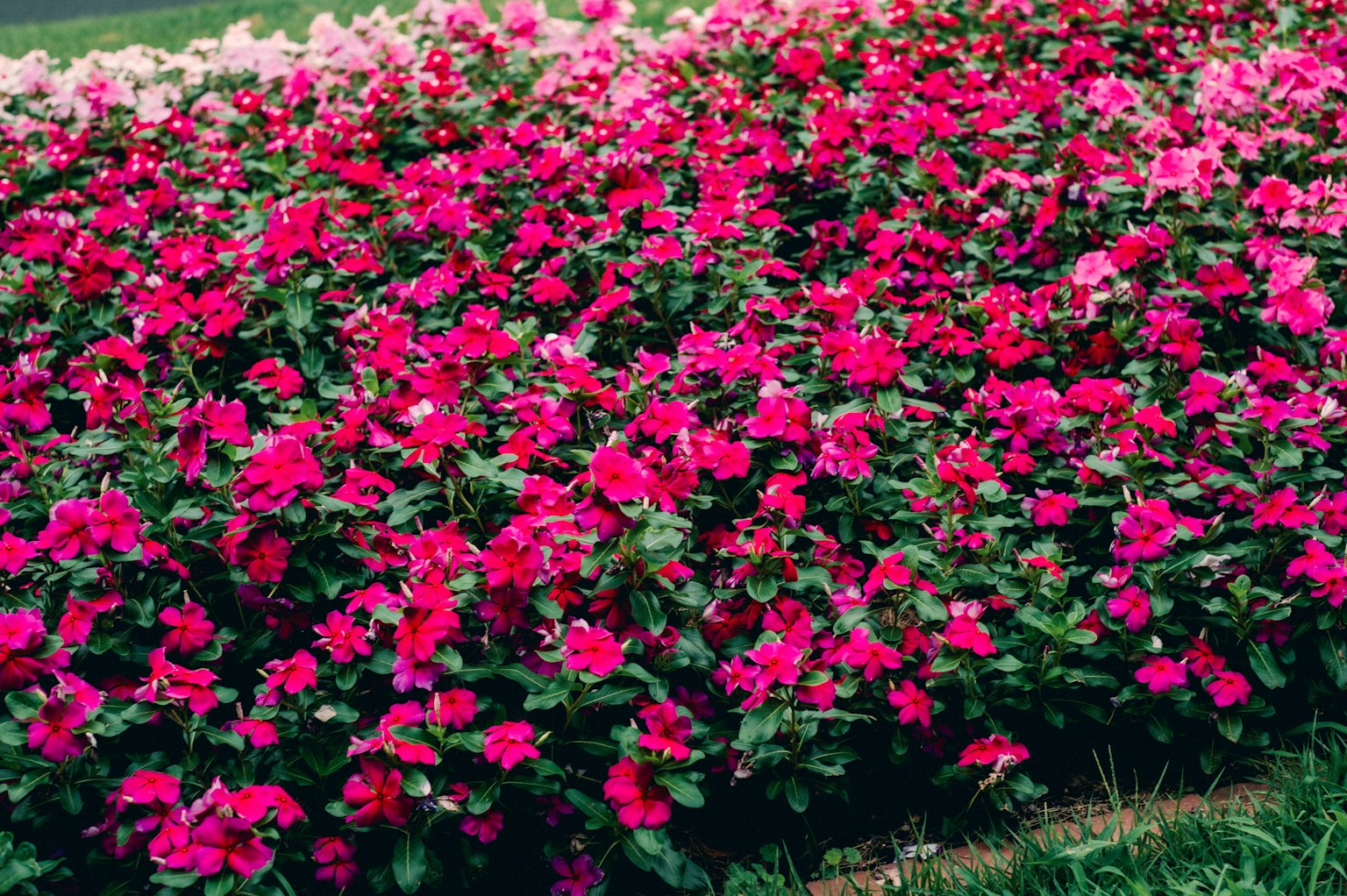 Un parterre de fleurs vibrant rempli de fleurs d'impatiens colorées