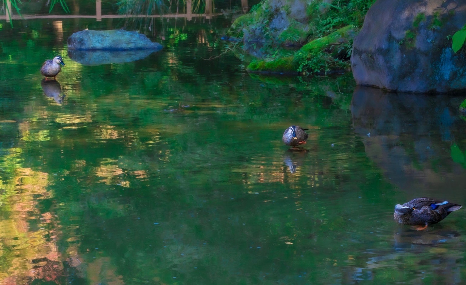 Enten schwimmen in einem Teich mit grünem Wasser und sichtbaren Steinen