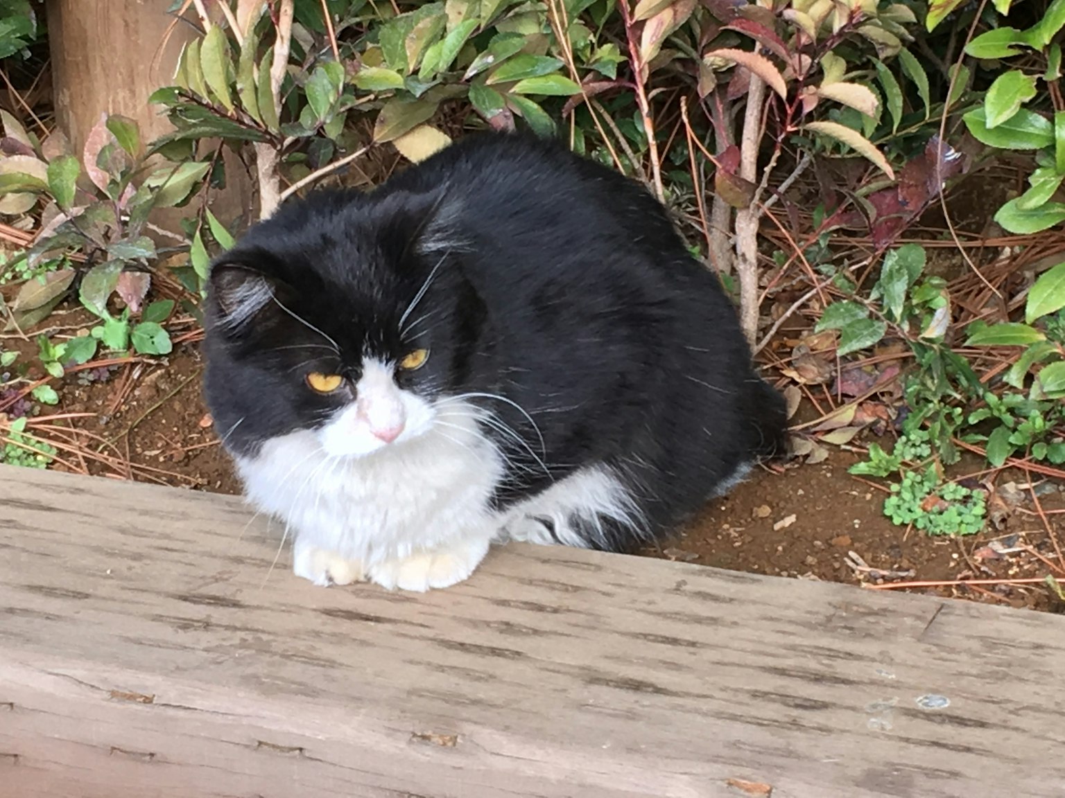 A black and white cat sitting on a wooden bench surrounded by greenery