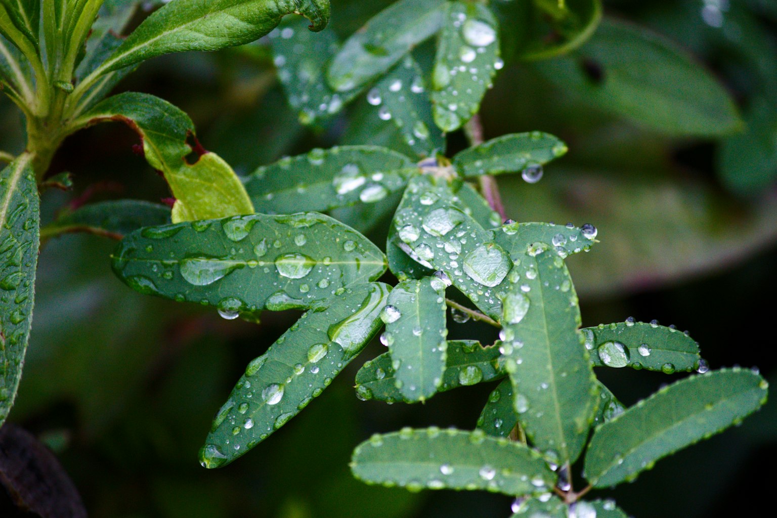 Primer plano de hojas verdes con gotas de agua
