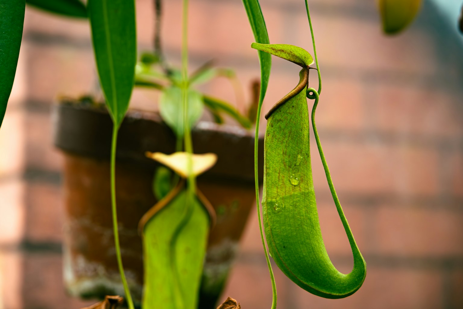 A green pitcher plant hanging from a pot with a blurred brick background
