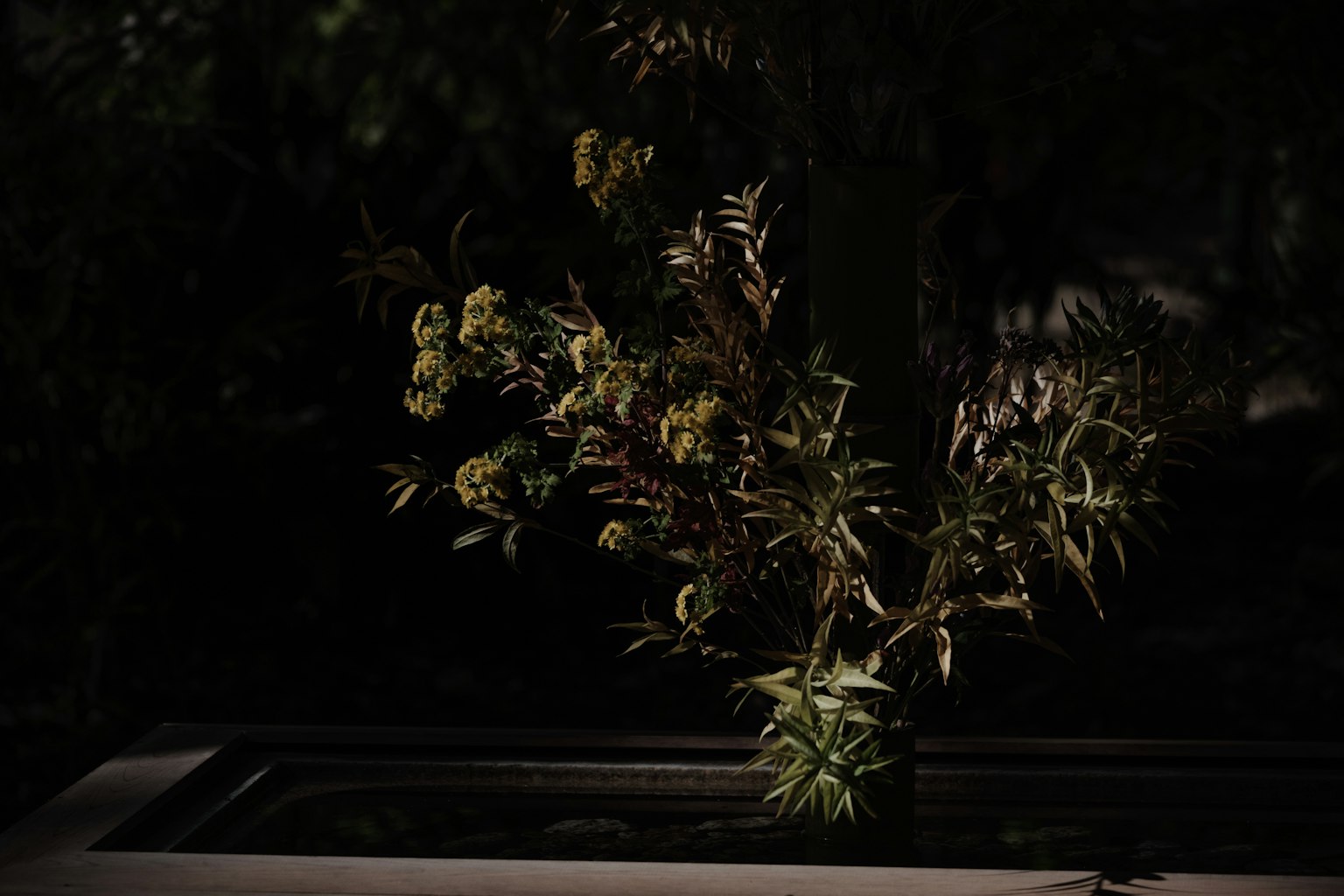 在黑暗背景下照亮的绿色叶子和黄色花朵的植物